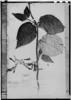 Echites glandulosa image