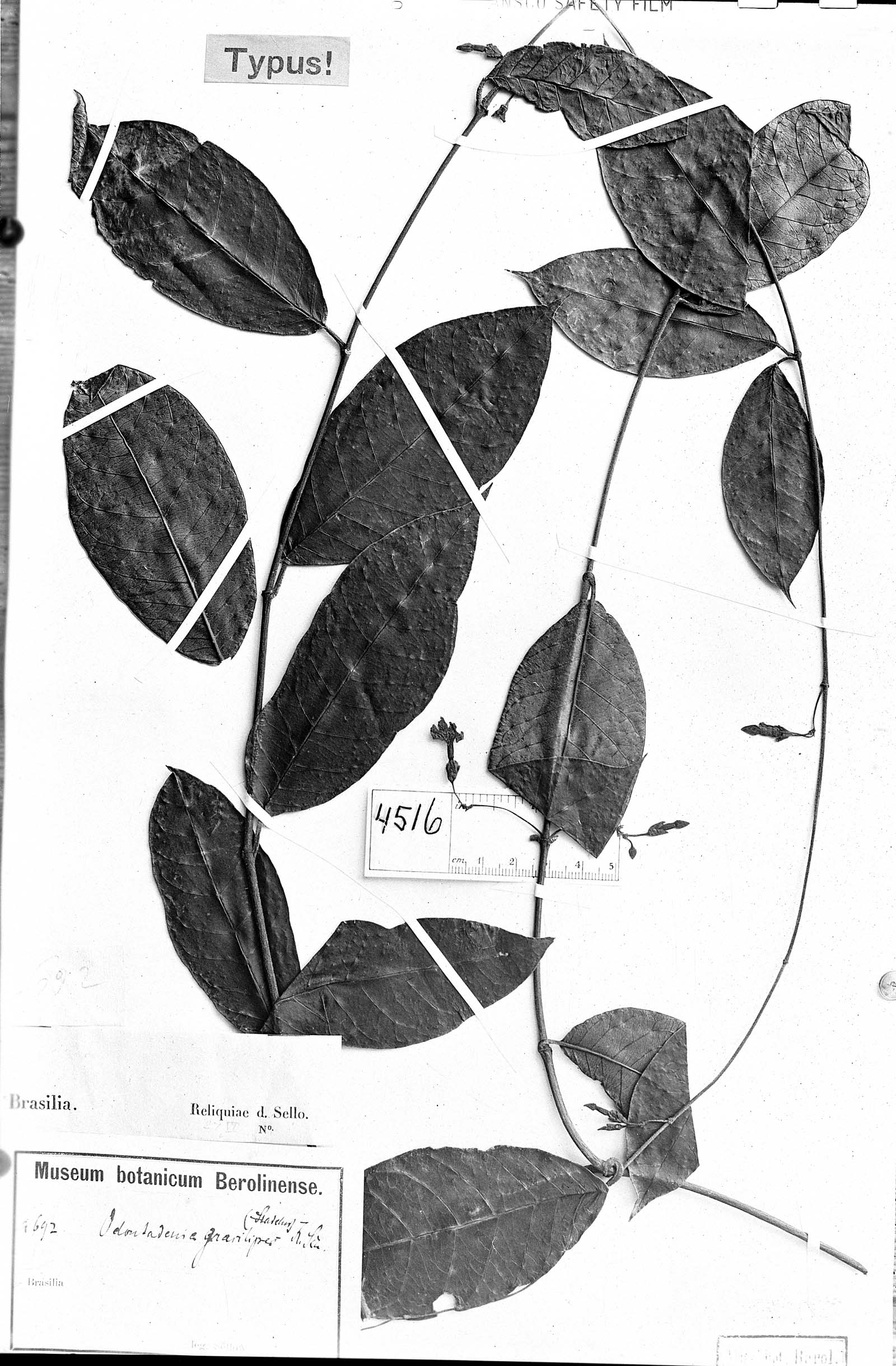 Odontadenia gracilipes image