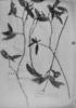 Malouetia gracilis image