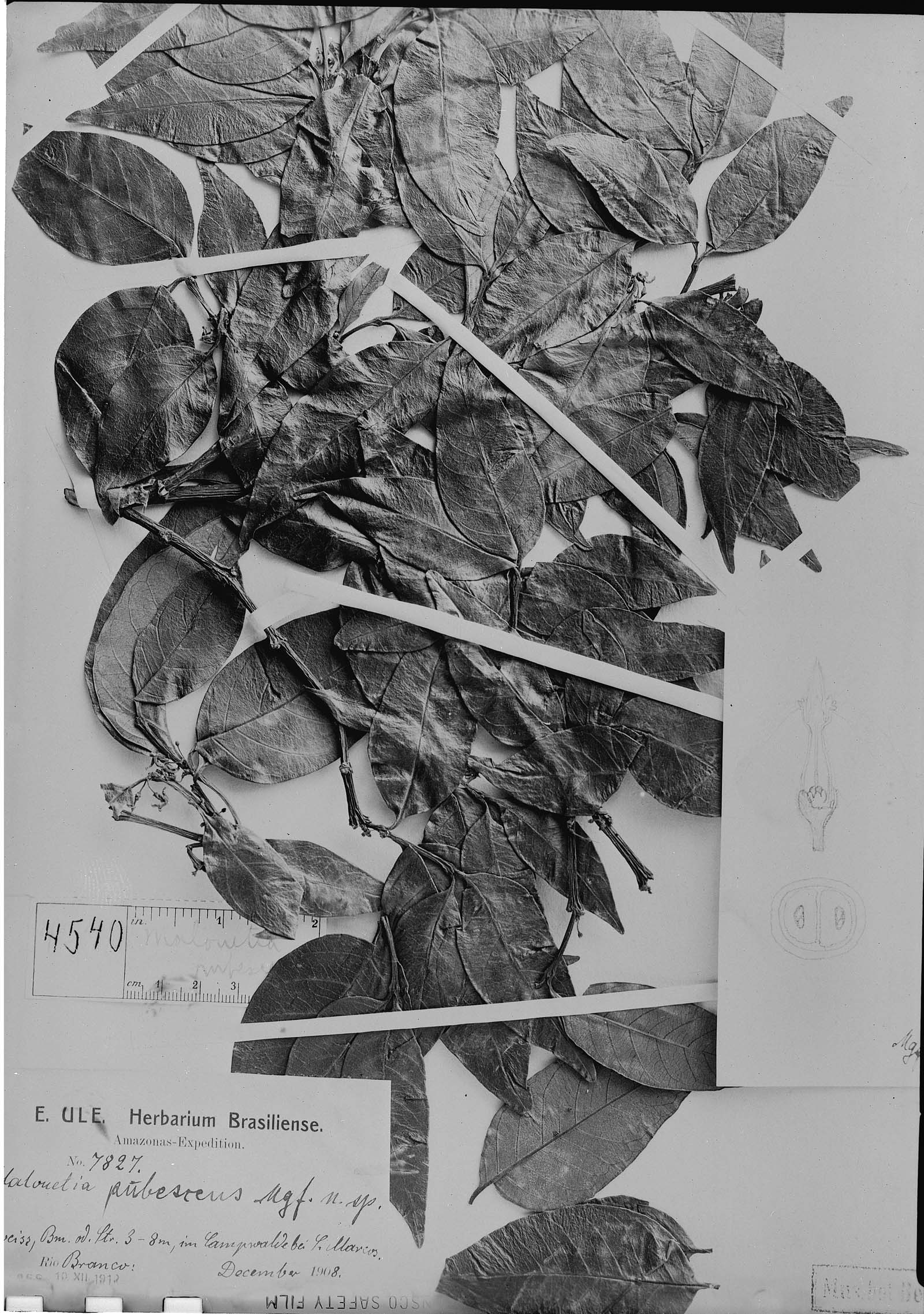 Malouetia pubescens image
