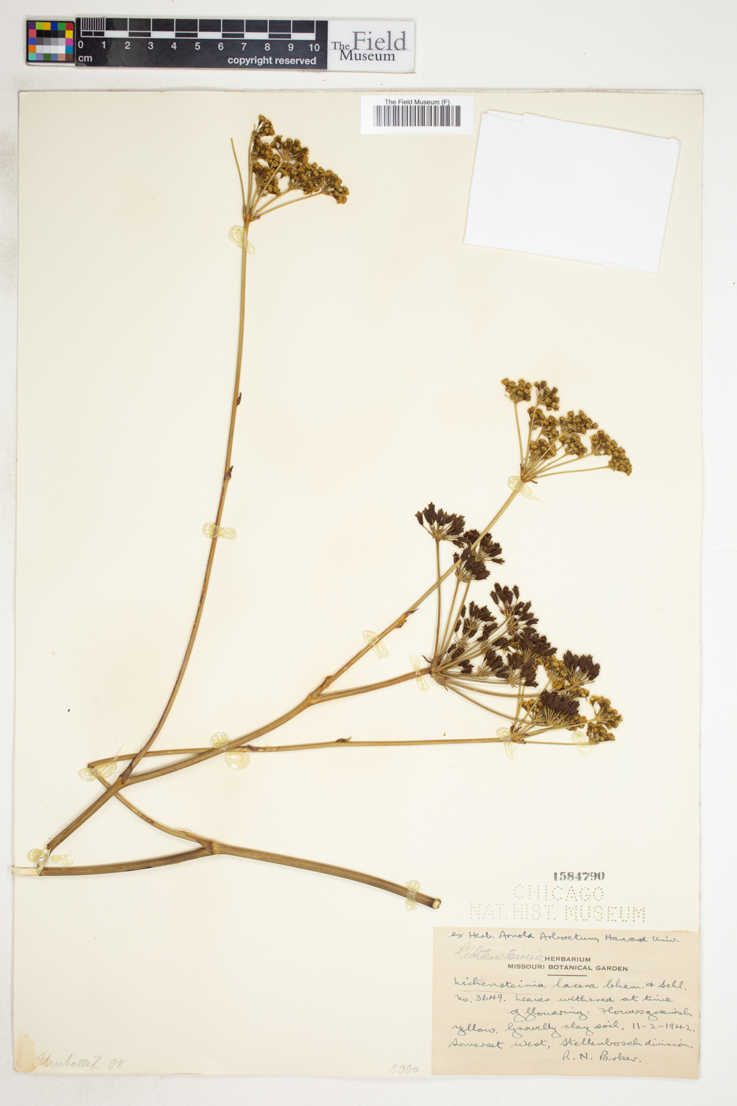 Lichtensteinia lacera image