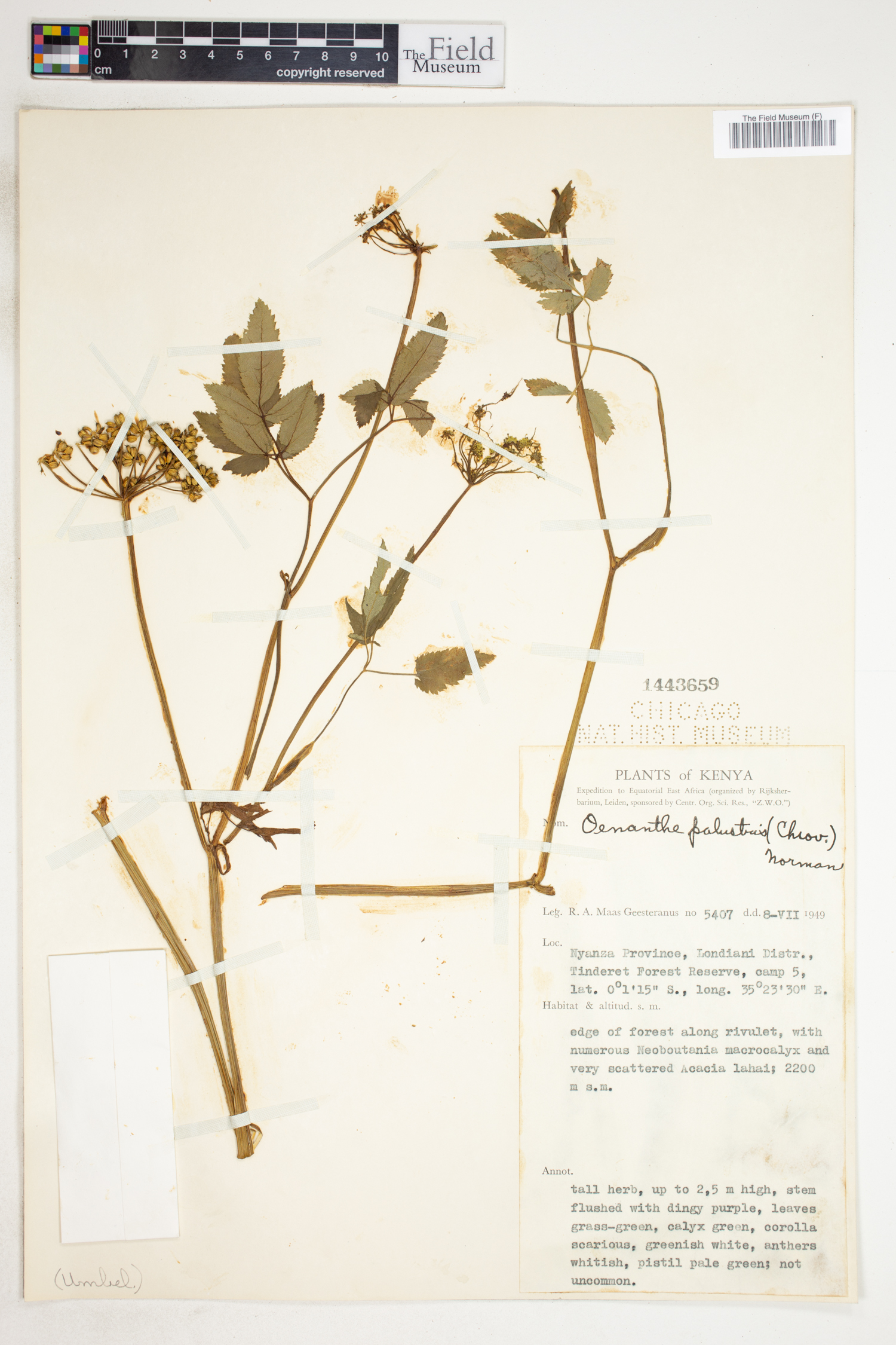 Oenanthe palustris image