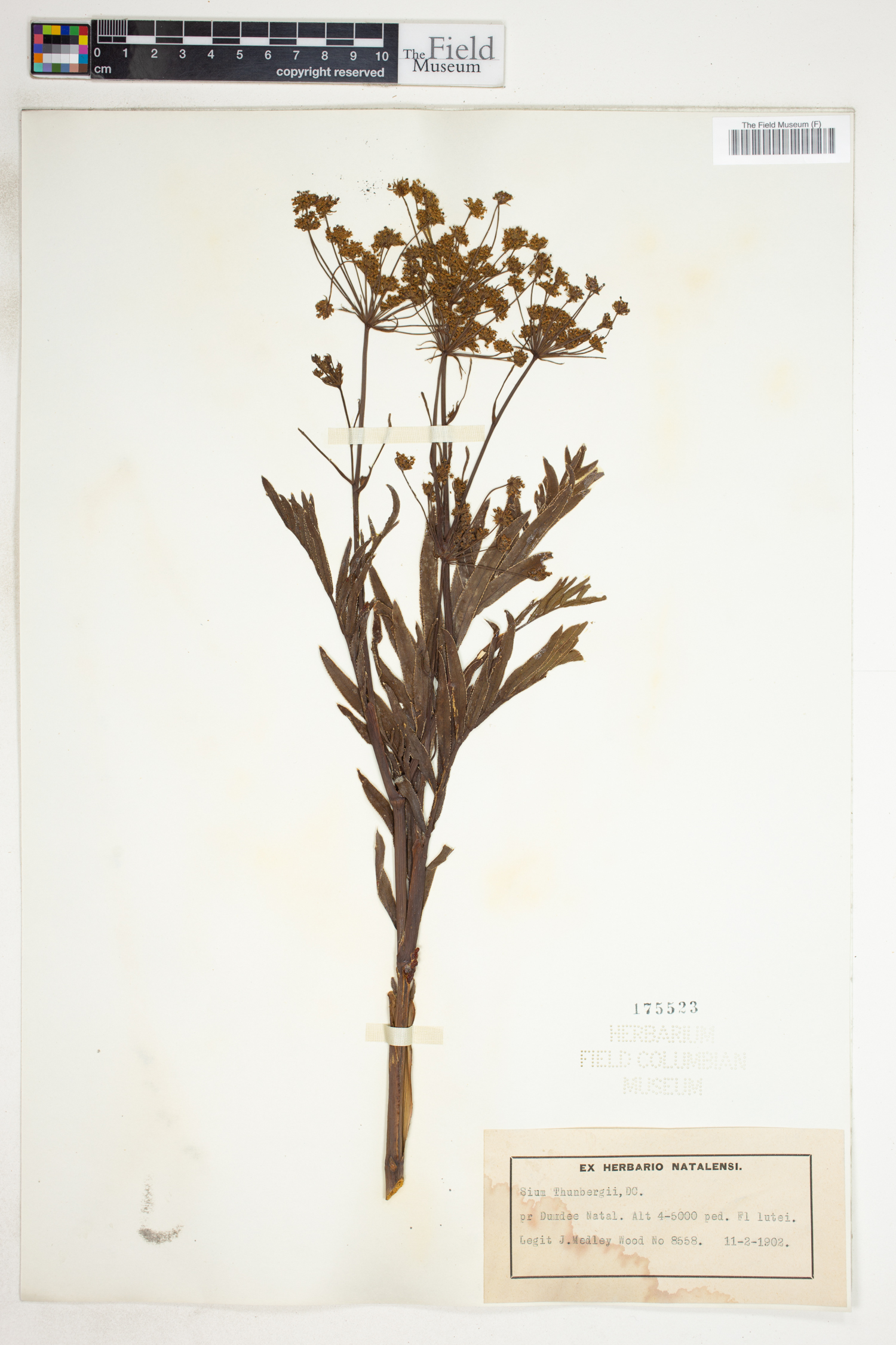 Berula erecta subsp. thunbergii image