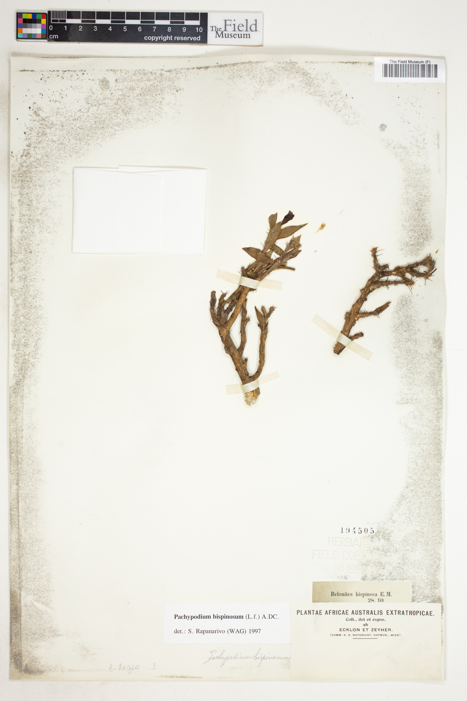 Pachypodium bispinosum image