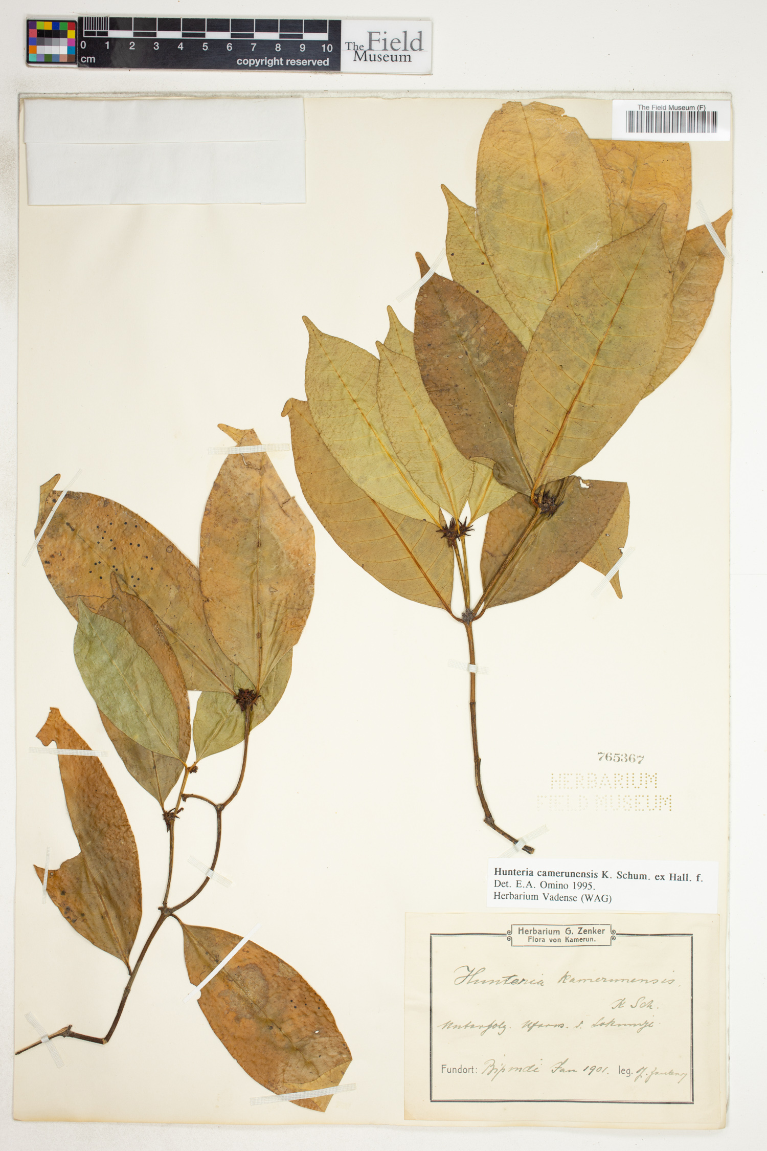 Hunteria camerunensis image