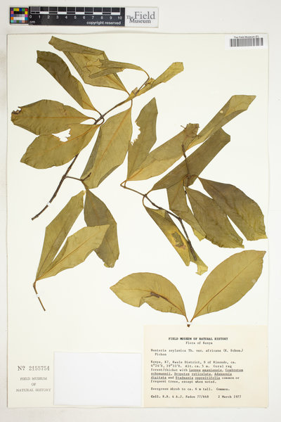 Hunteria zeylanica image