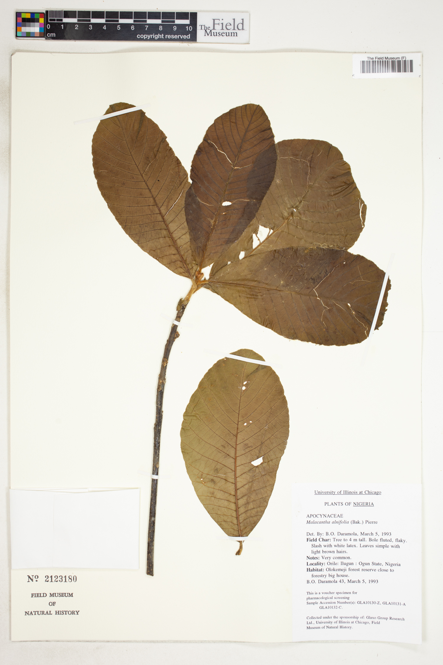 Pouteria alnifolia image