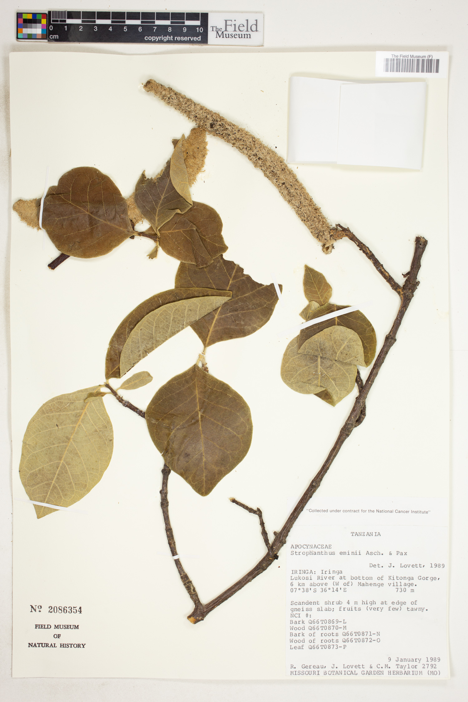 Strophanthus eminii image