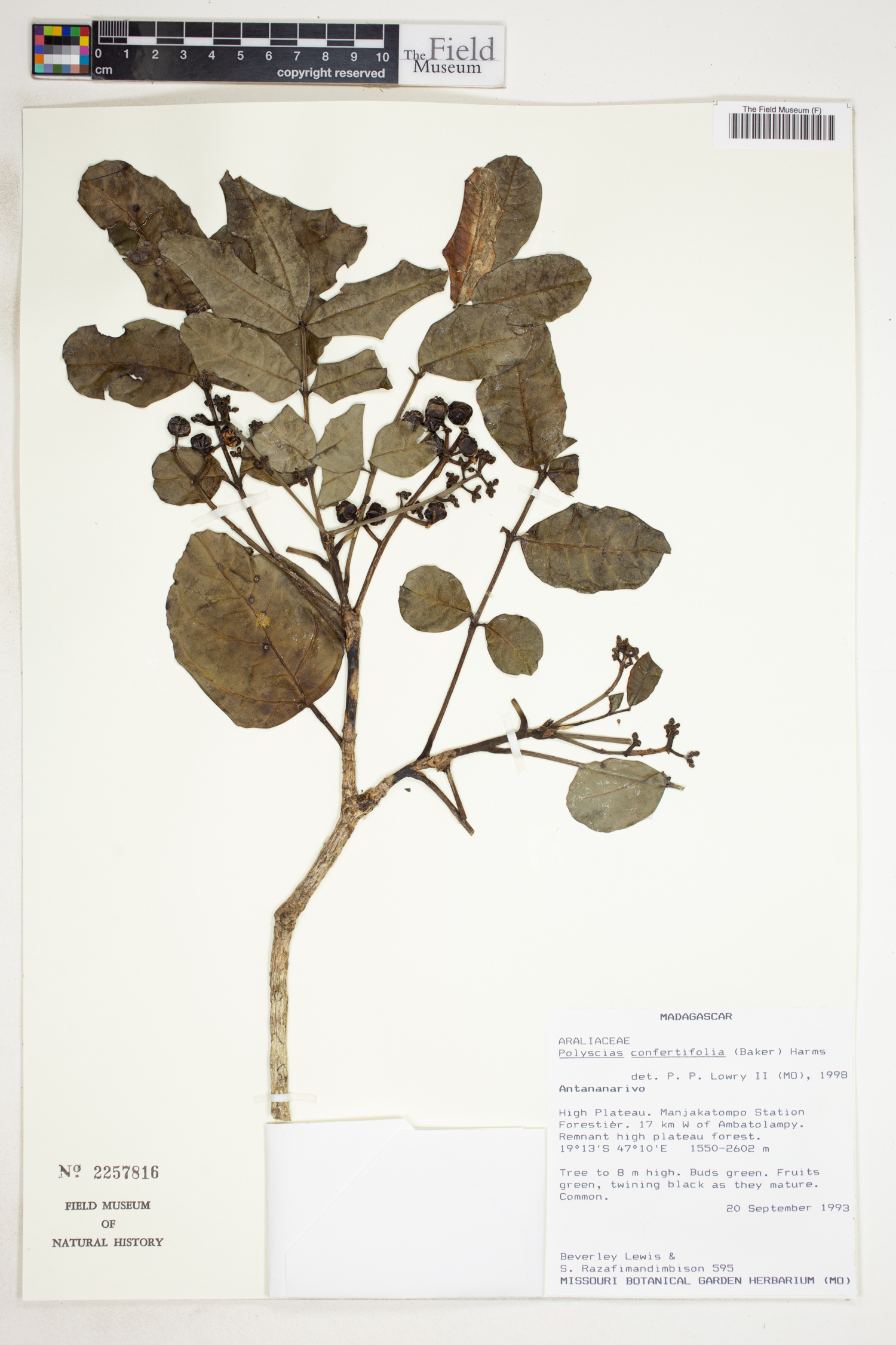 Polyscias confertifolia image