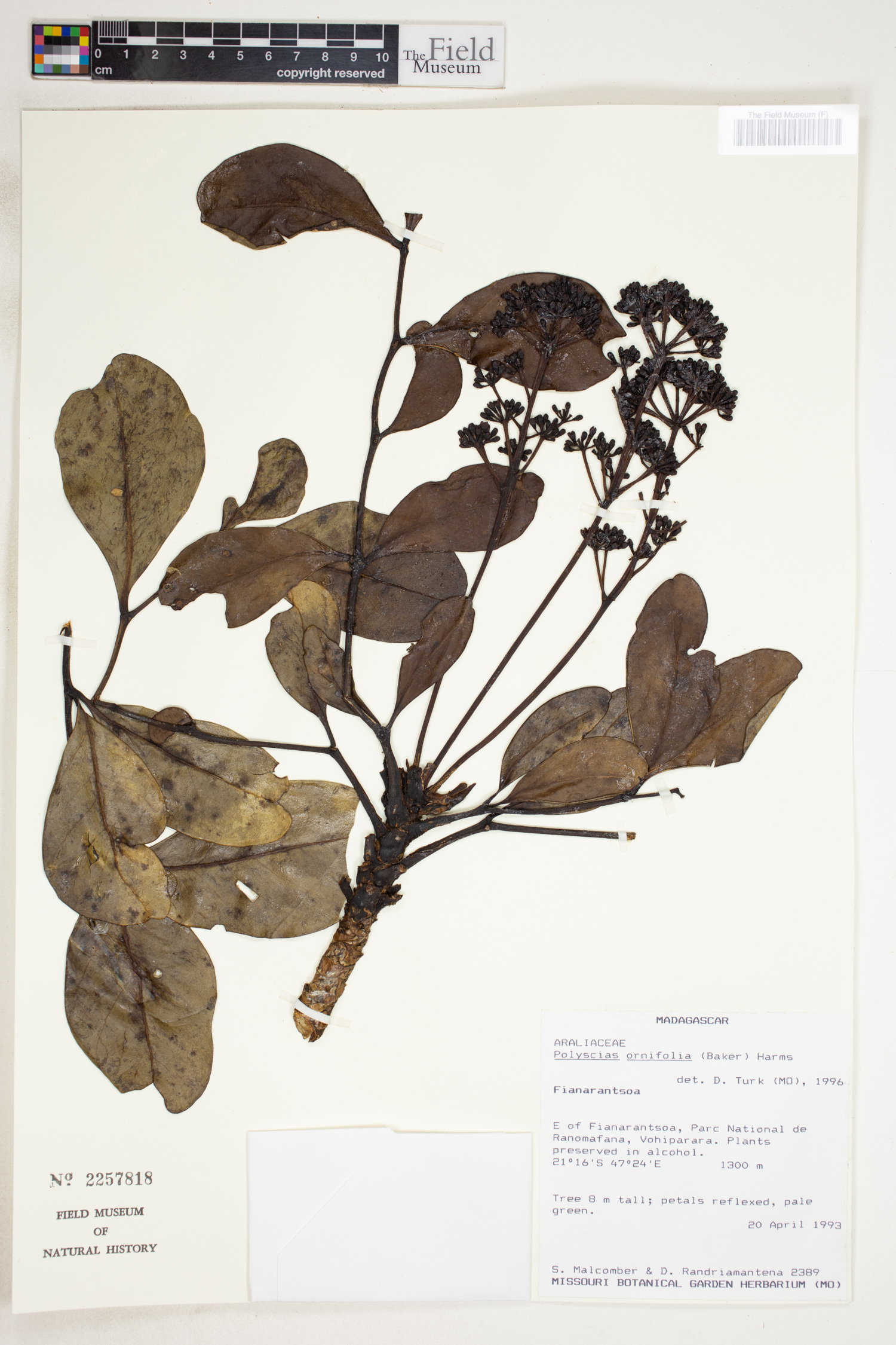 Polyscias ornifolia image