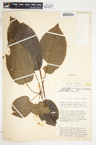 Astropanax abyssinicus image