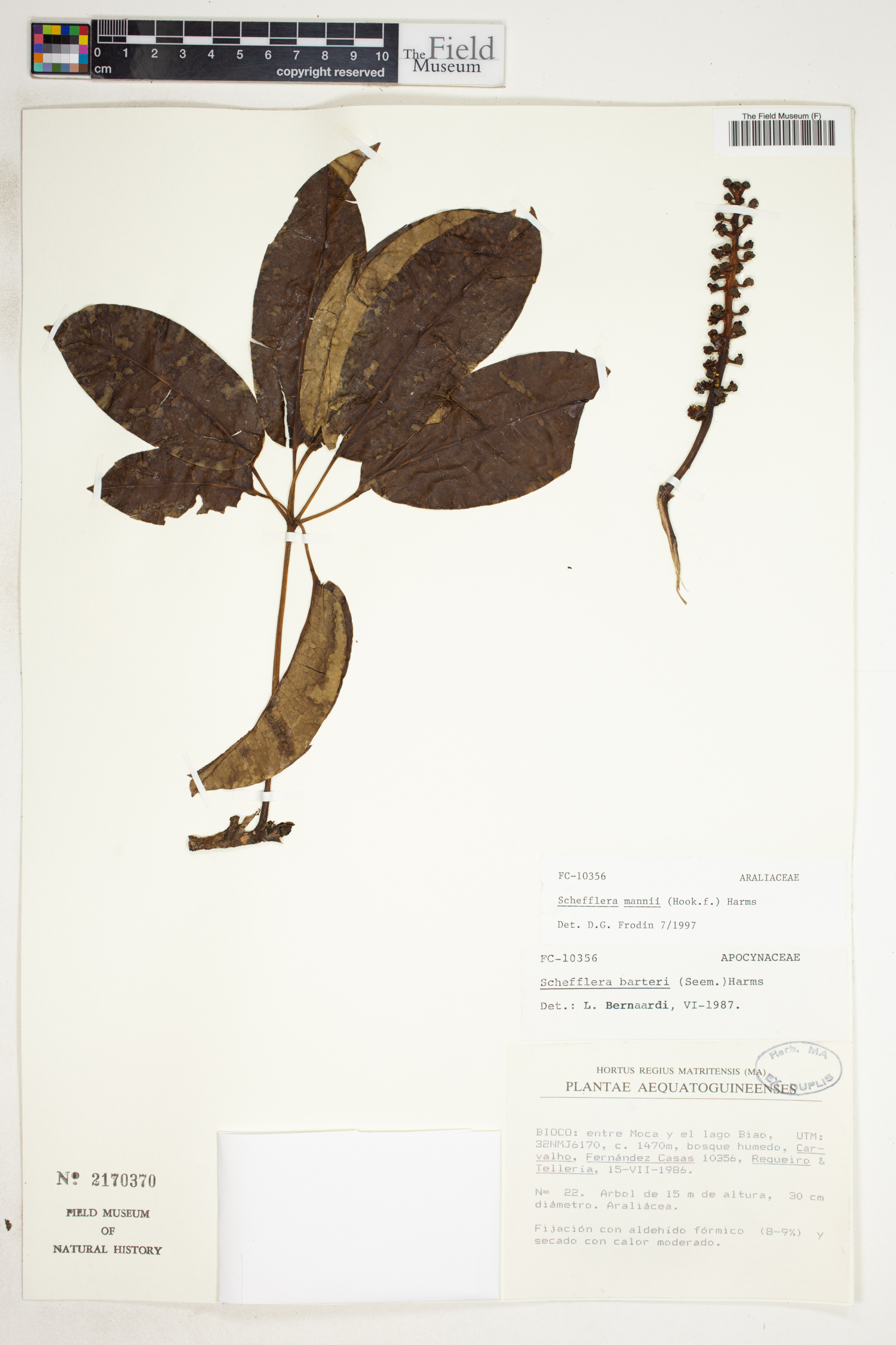 Astropanax mannii image