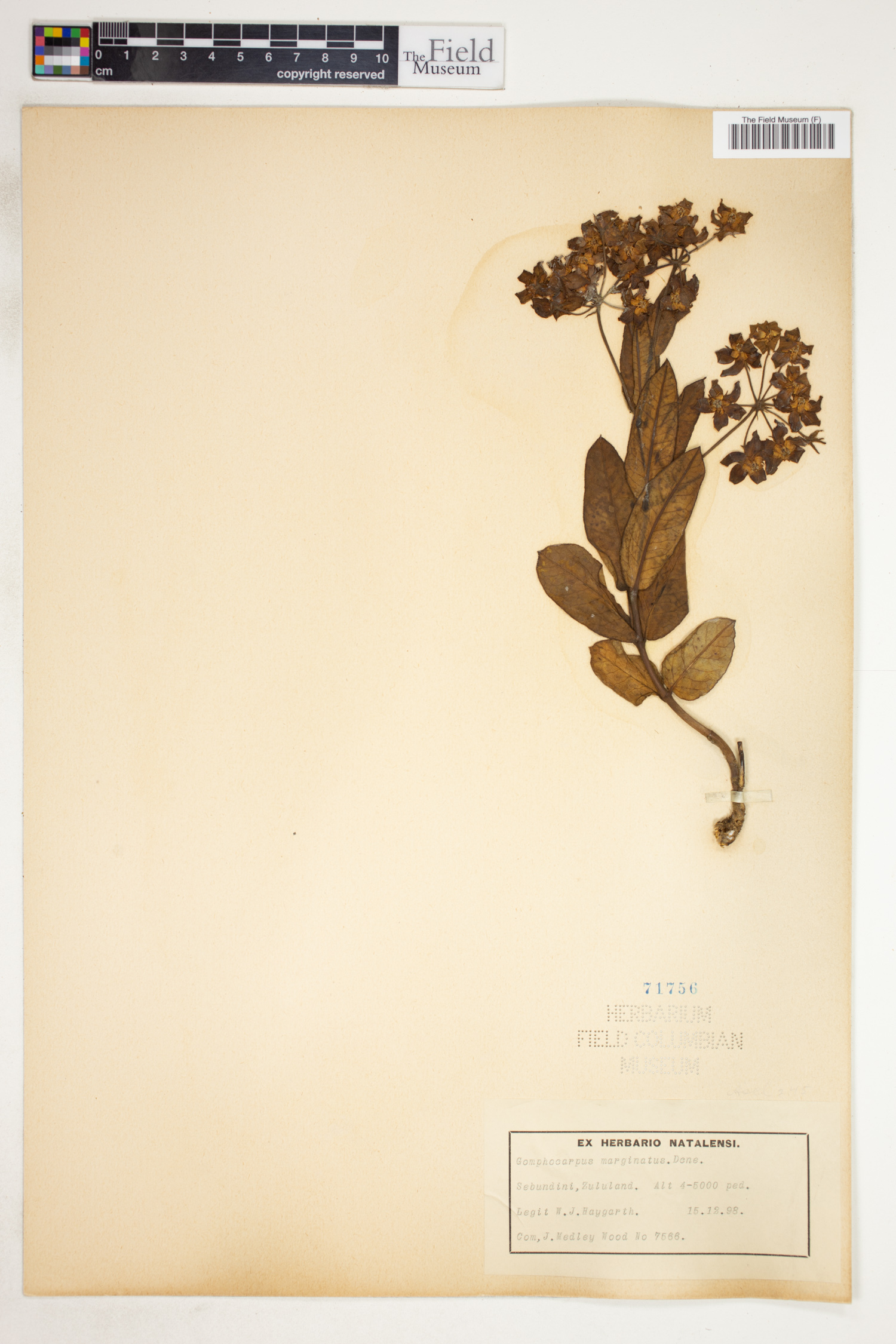 Asclepias fulva image