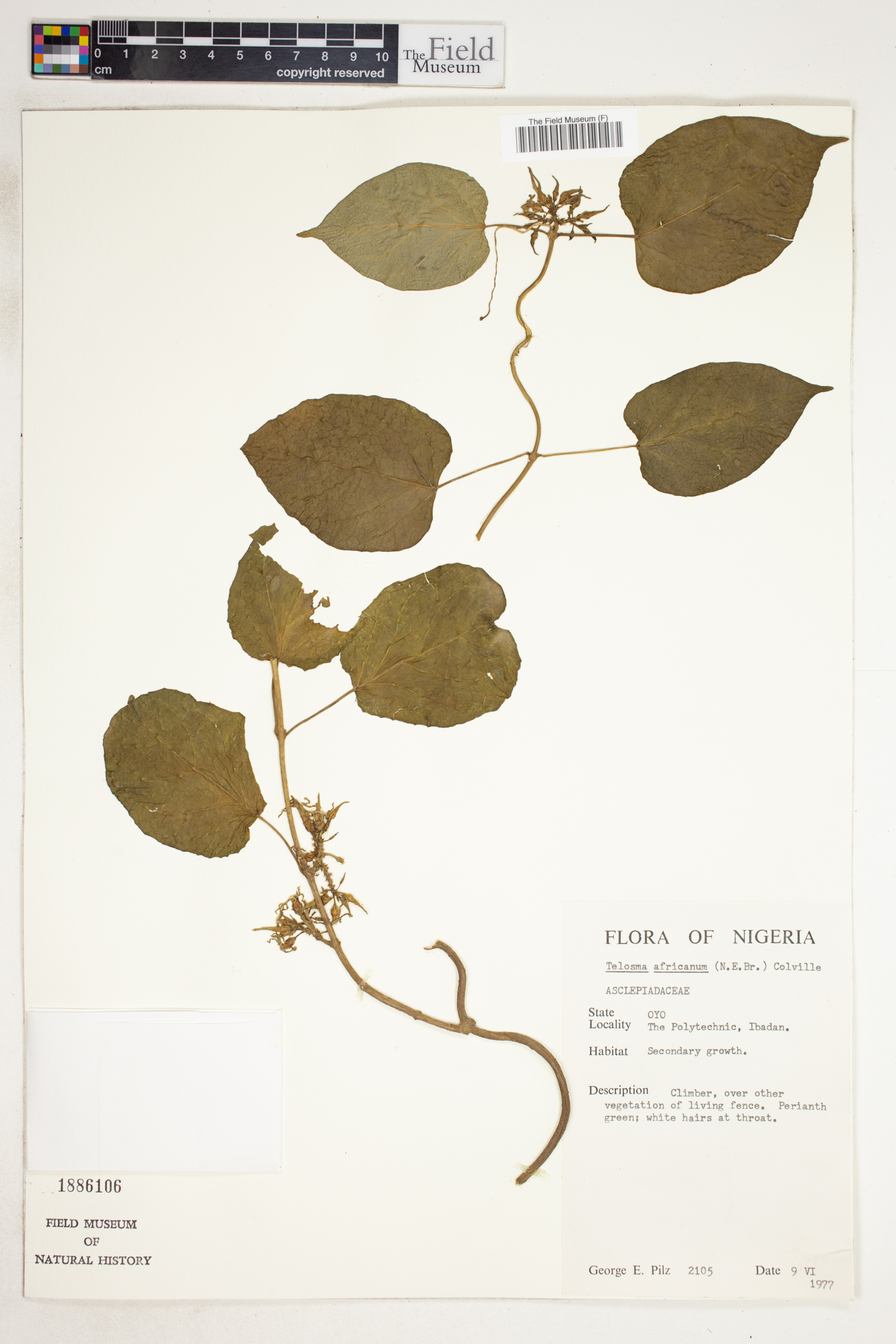 Telosma africana image