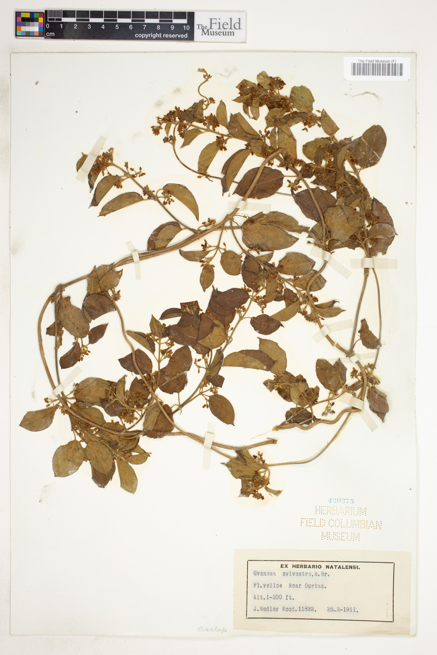 Gymnema sylvestre image