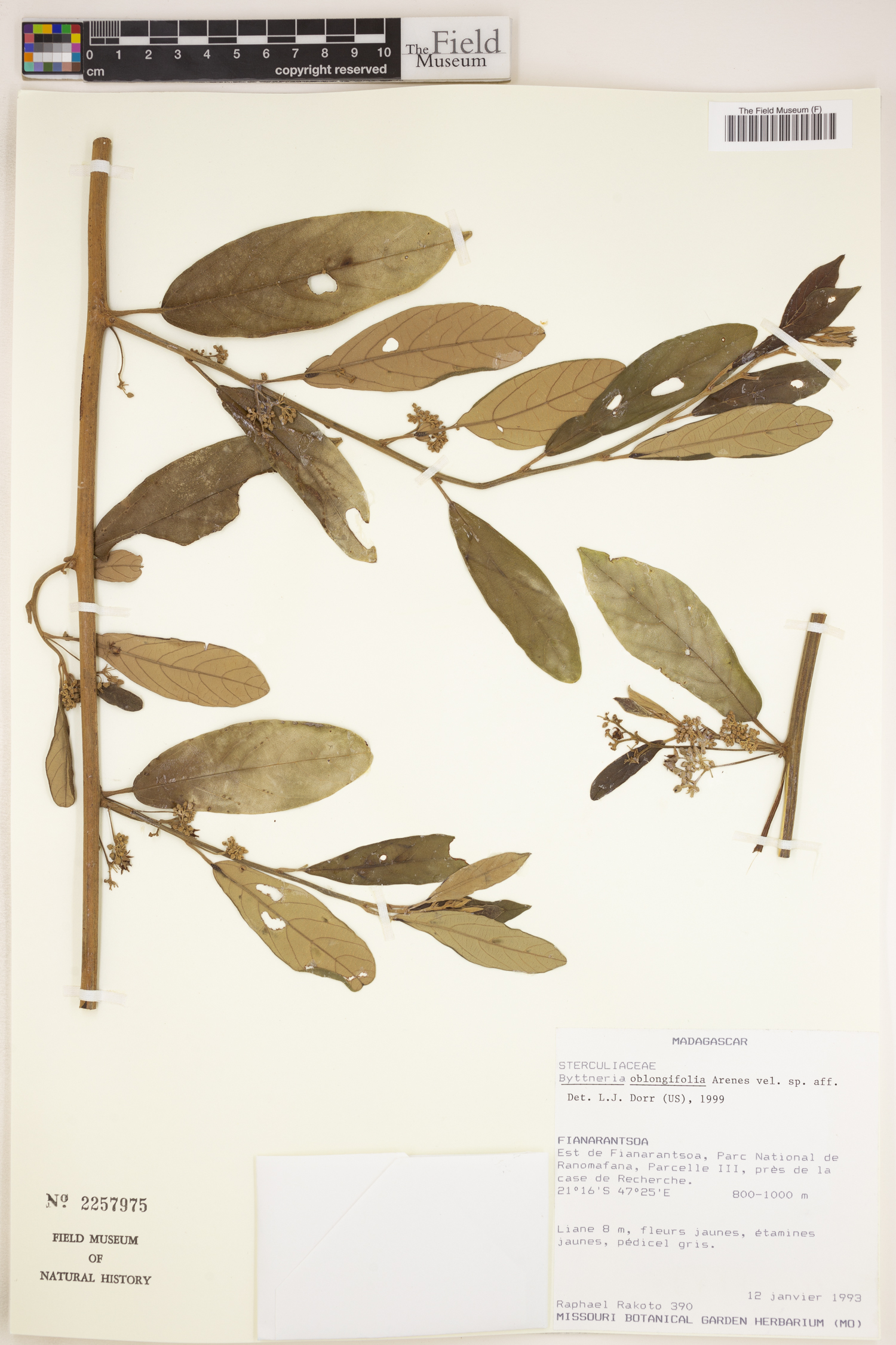 Byttneria oblongifolia image