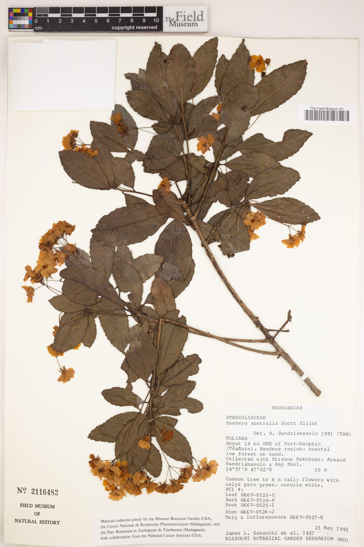 Dombeya australis image