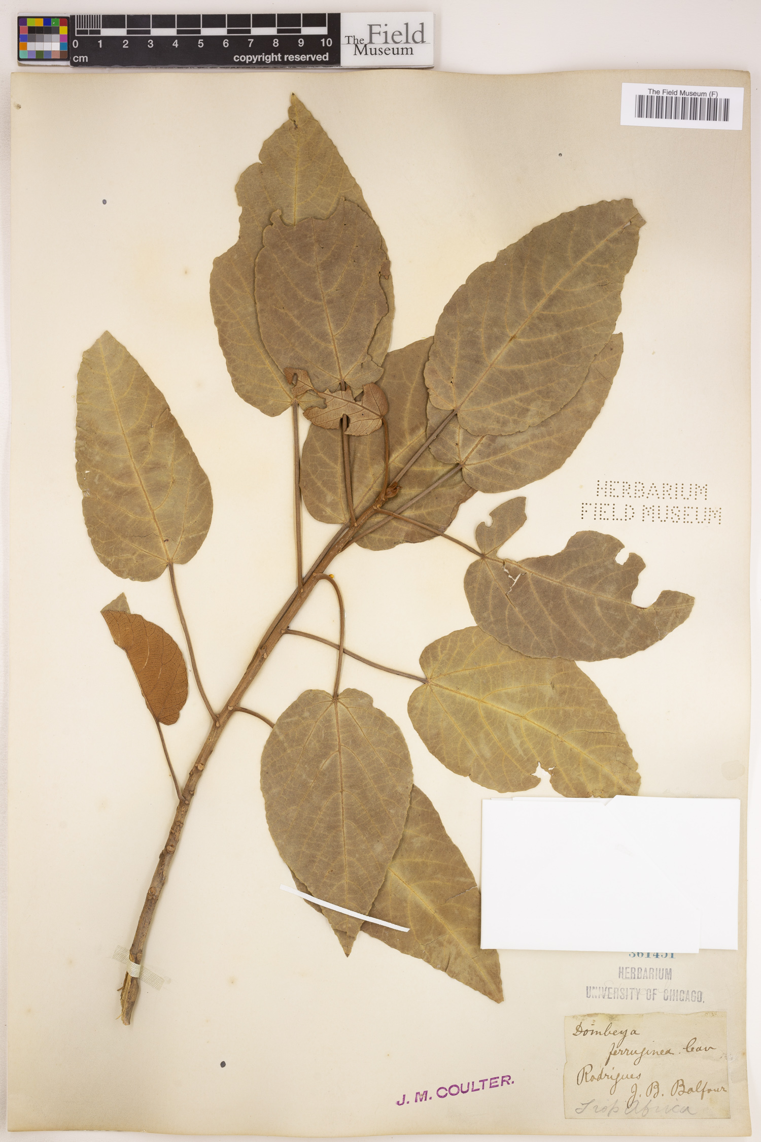 Ruizia ferruginea subsp. ferruginea image