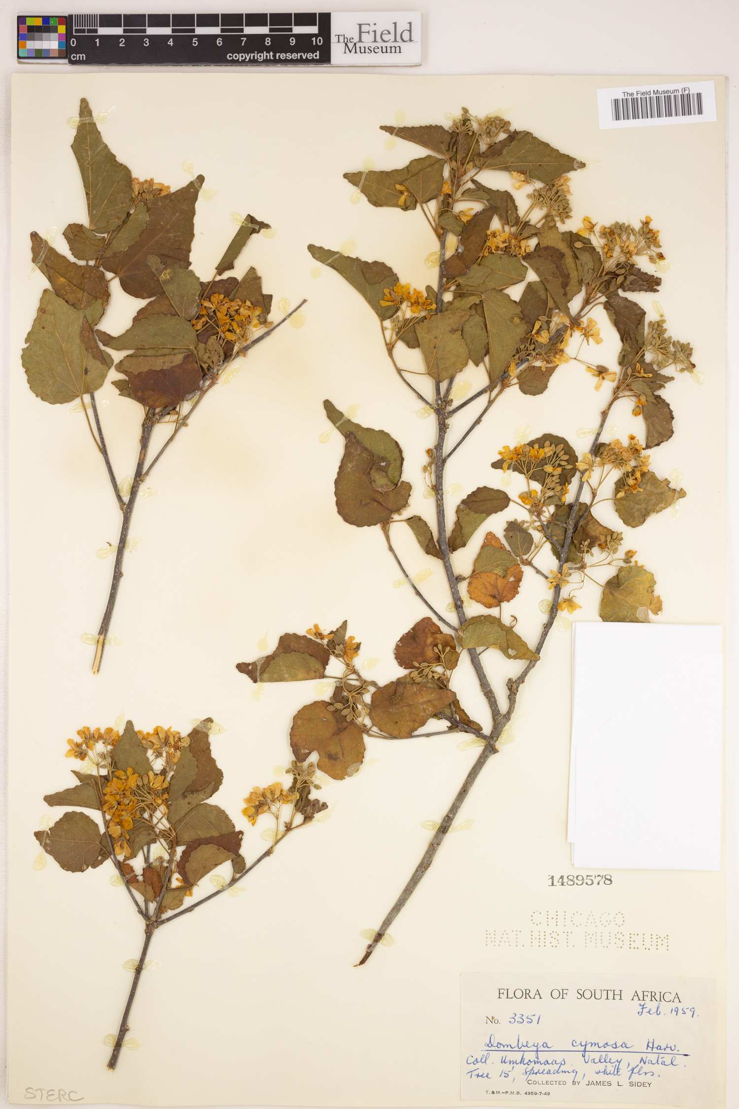 Dombeya cymosa image