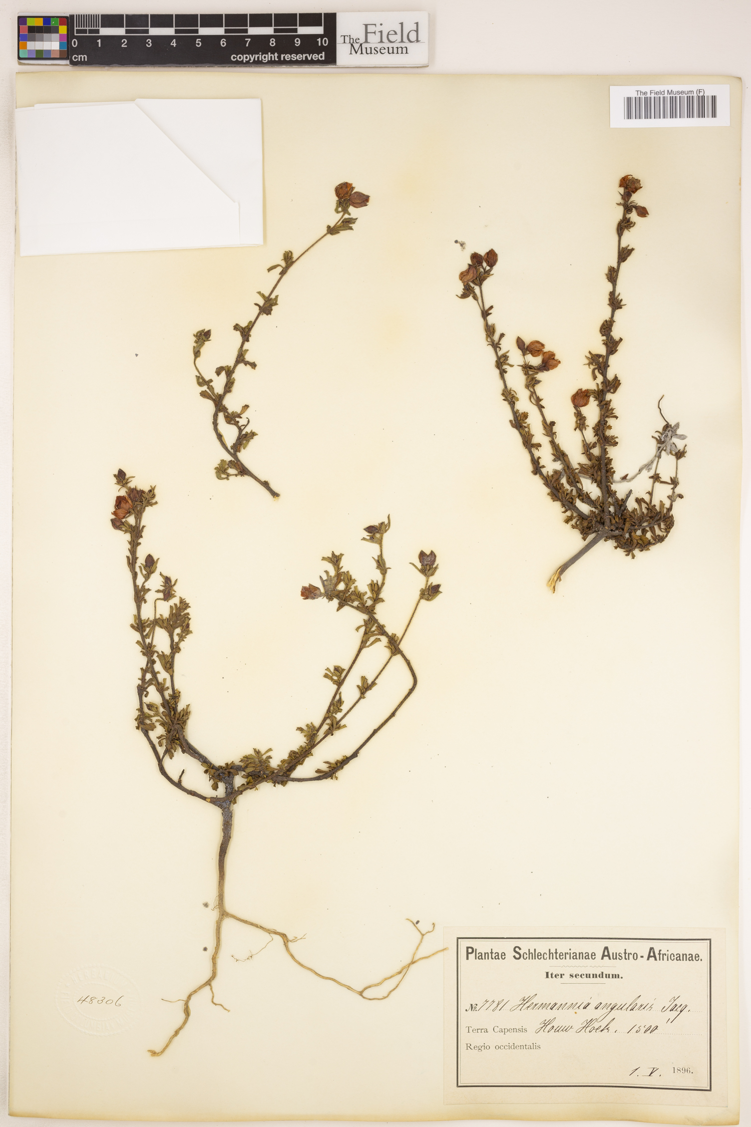 Hermannia angularis image