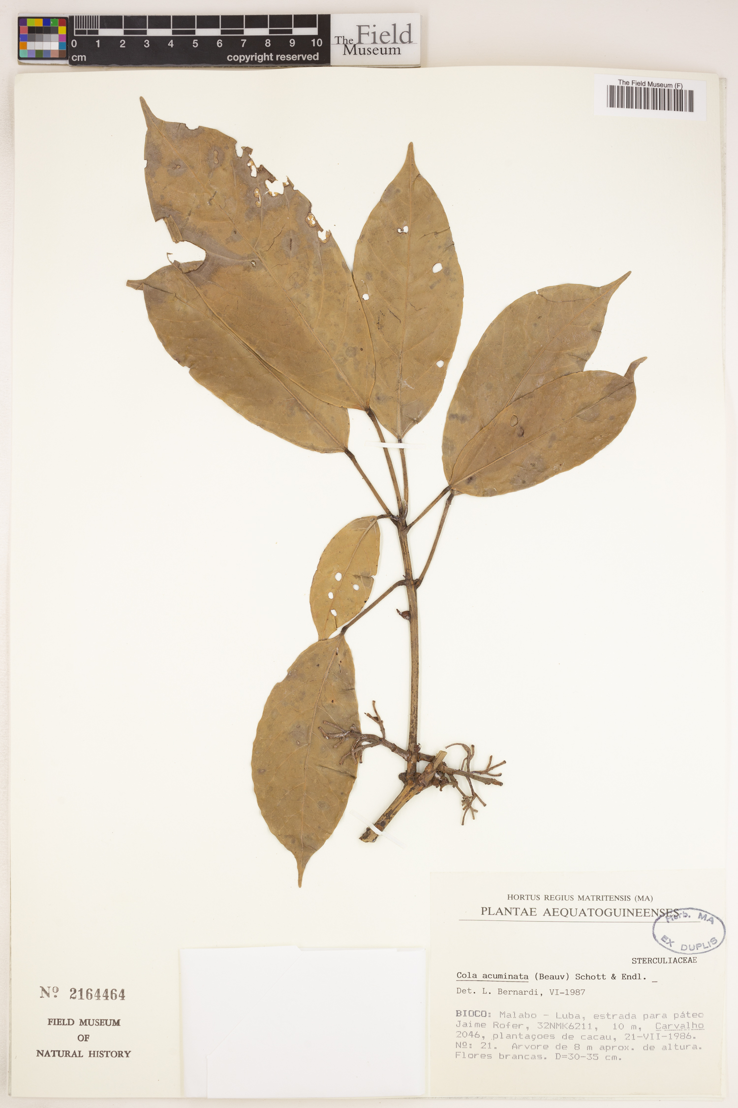 Cola acuminata image