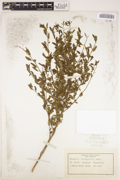 Hermannia boraginiflora image
