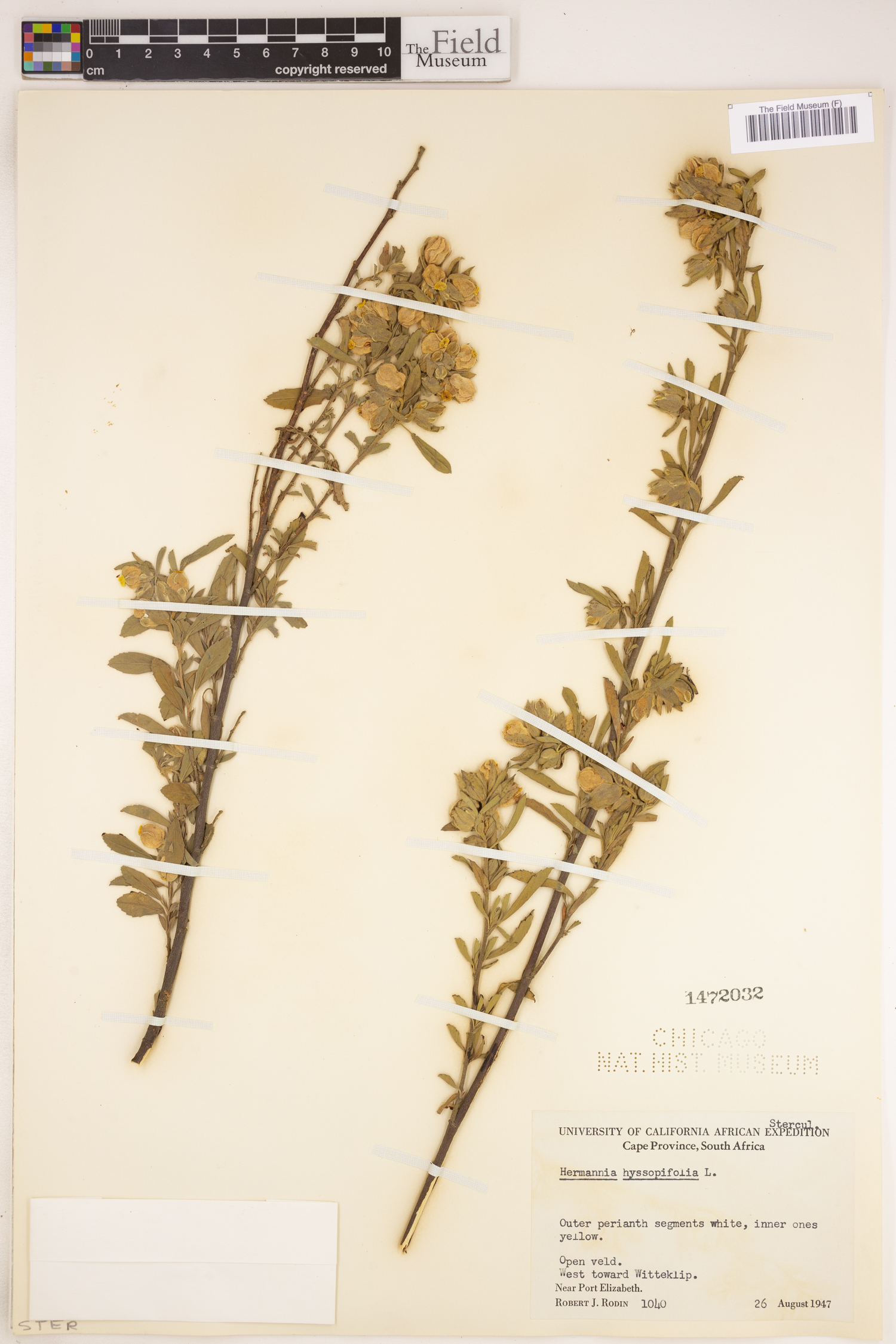 Hermannia hyssopifolia image