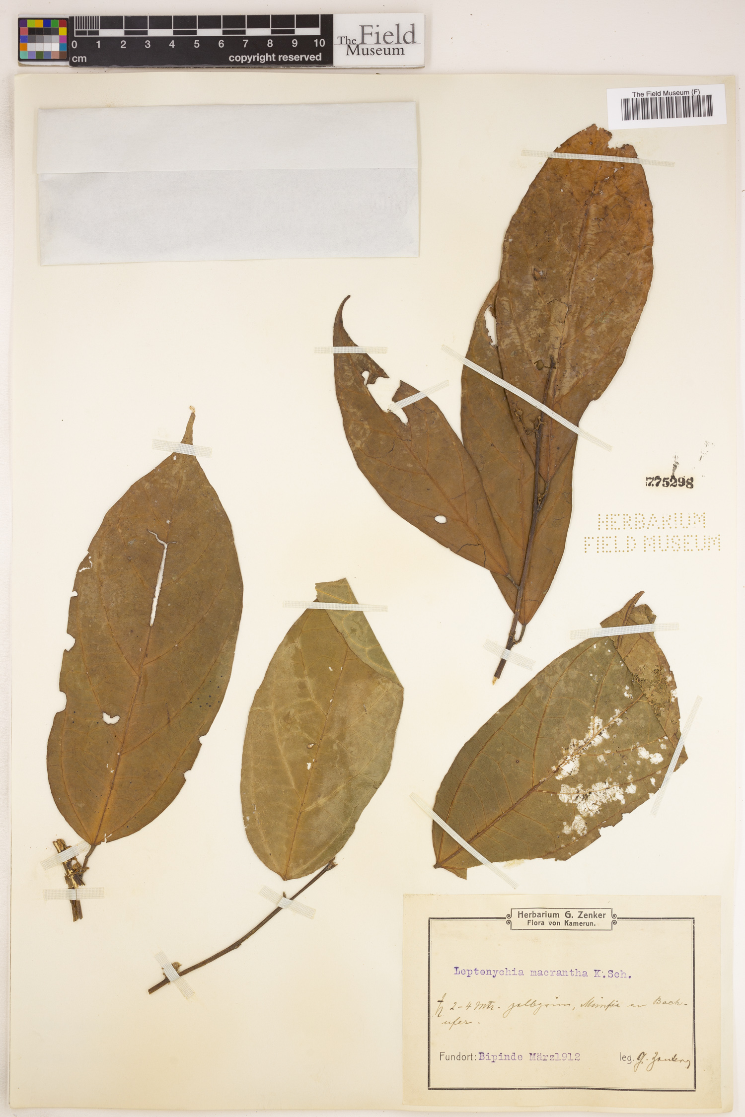 Leptonychia macrantha image