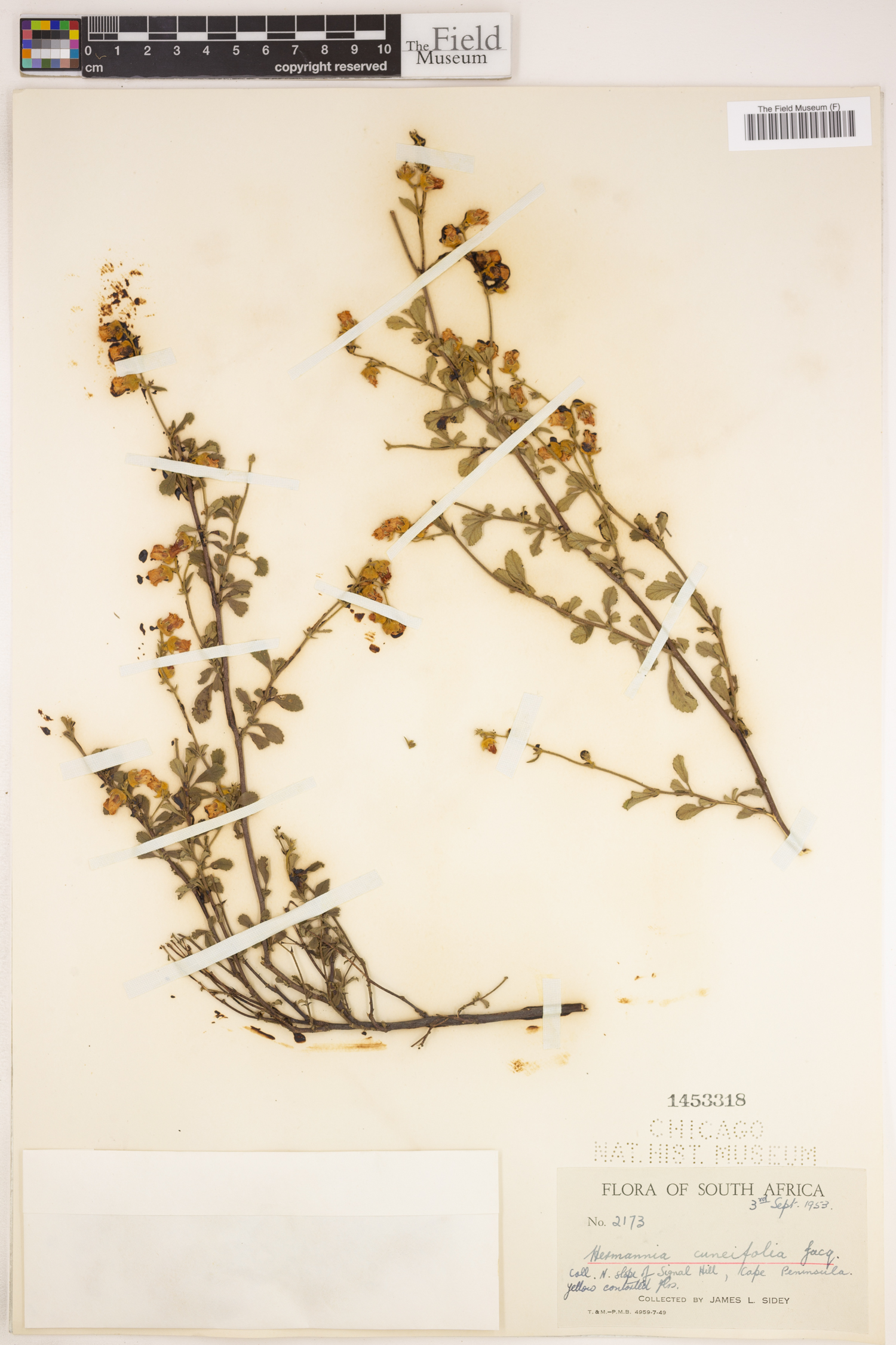 Hermannia cuneifolia image