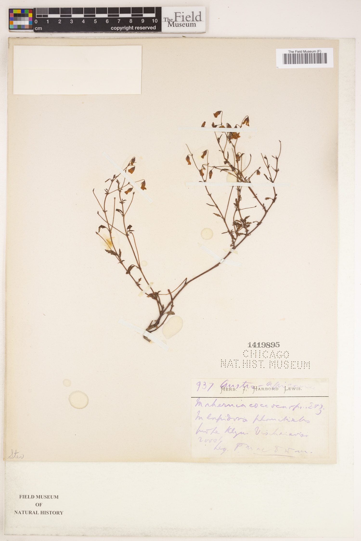 Hermannia coccocarpa image