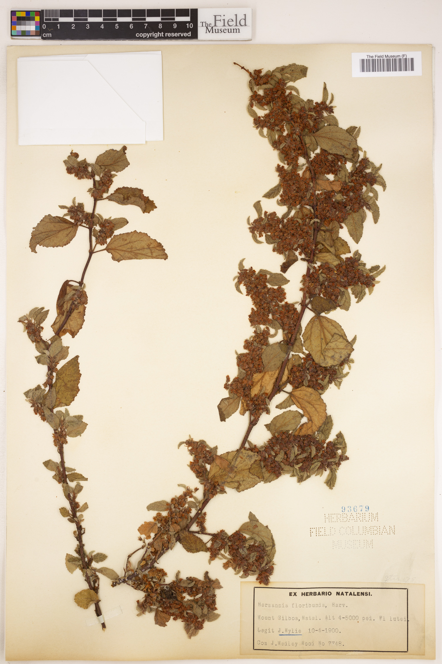 Hermannia floribunda image