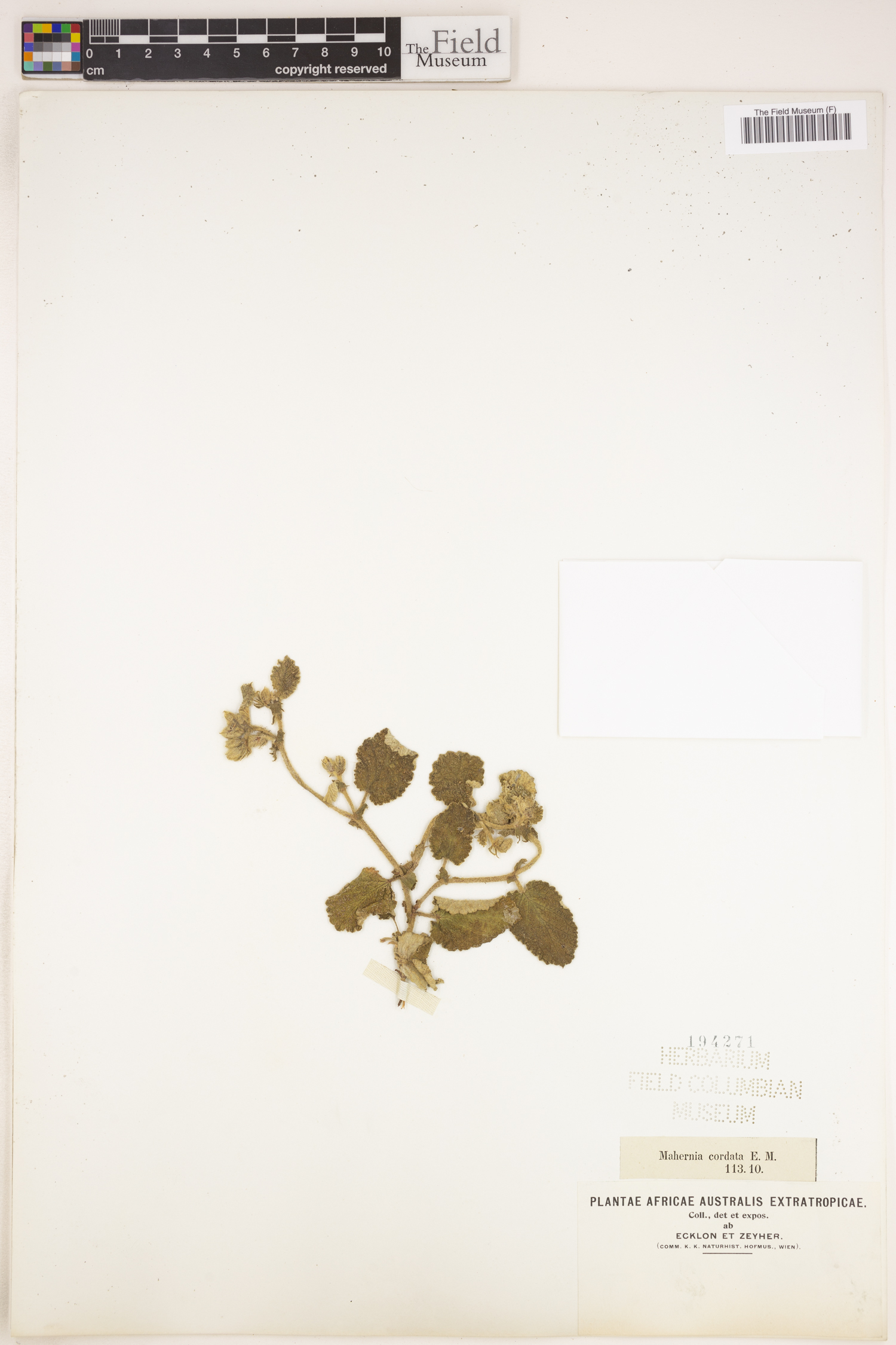 Hermannia cordata image