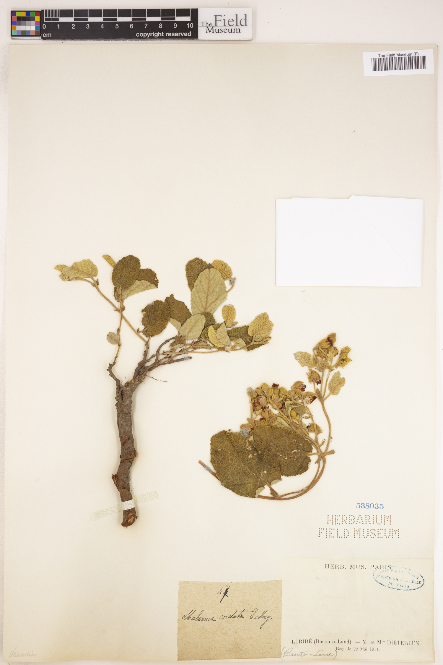 Hermannia cordata image