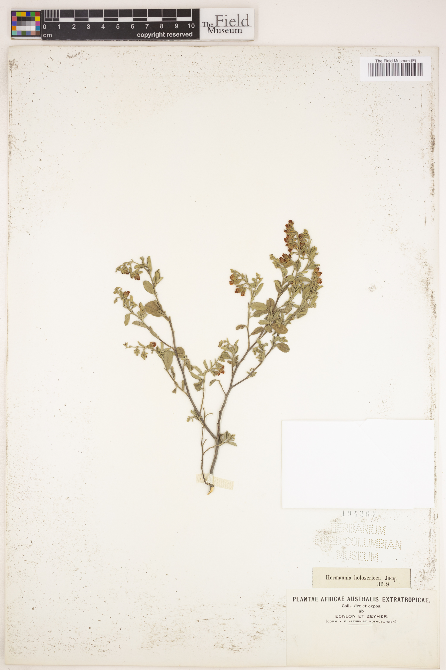 Hermannia holosericea image