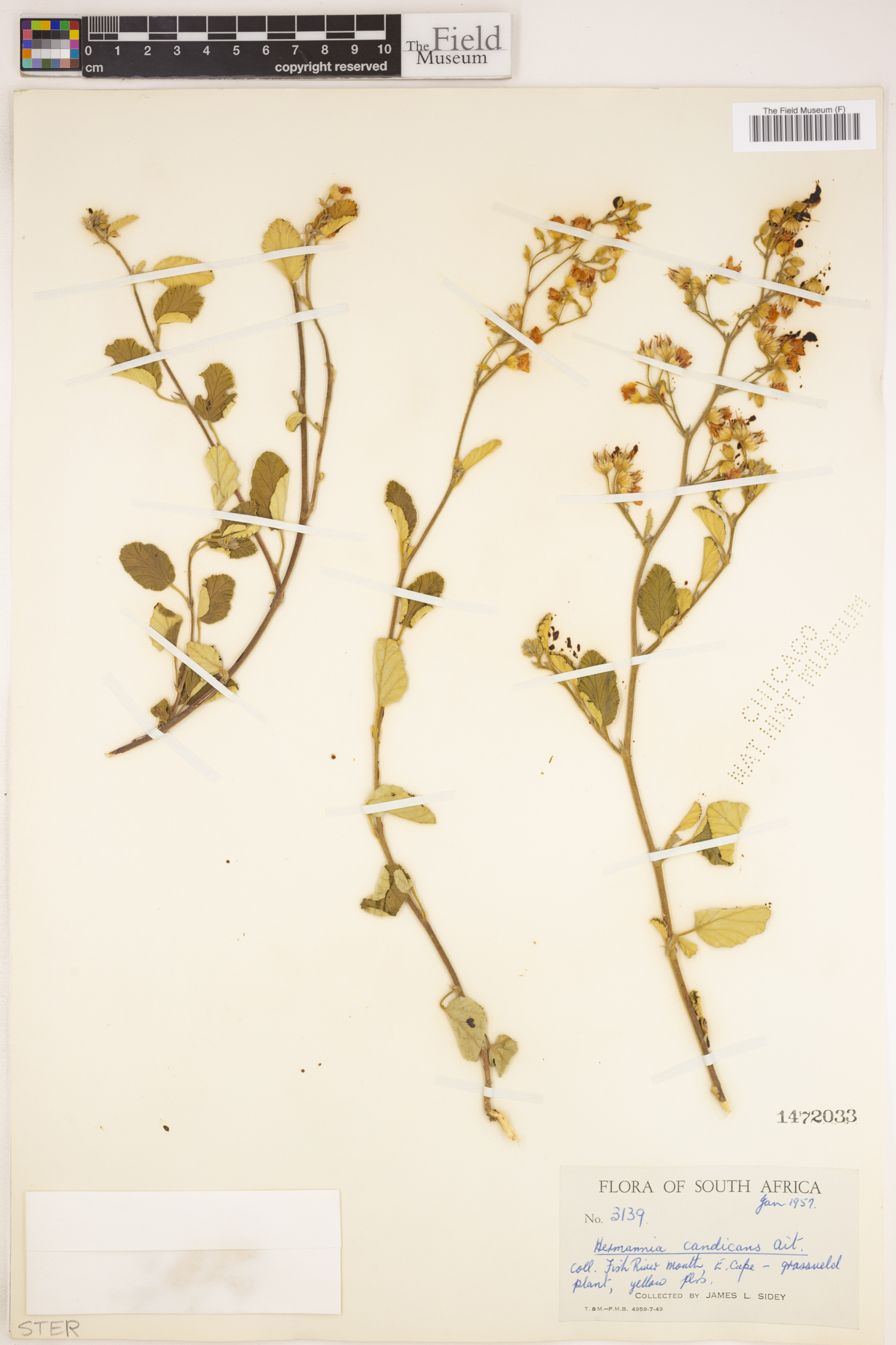 Hermannia incana image