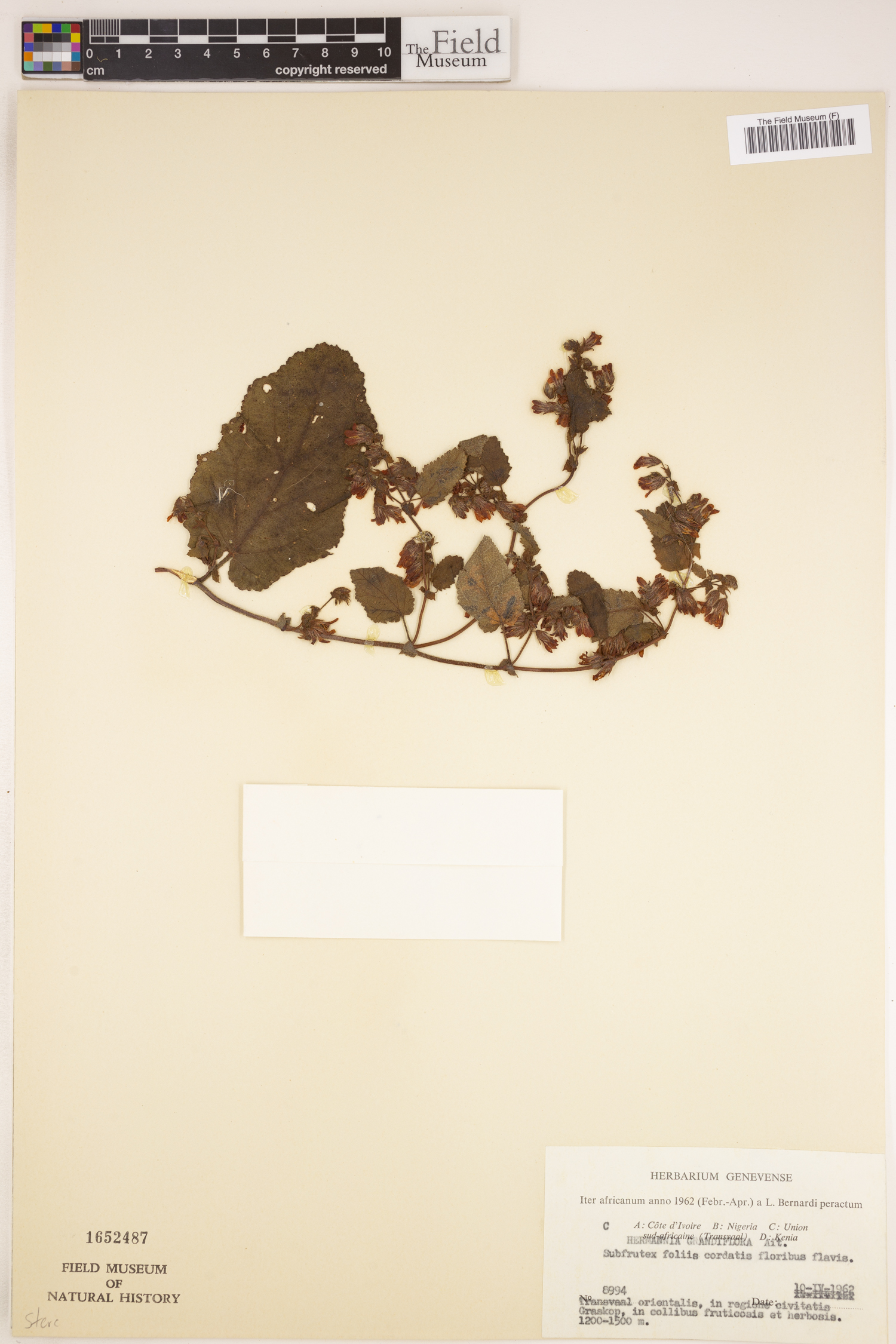 Hermannia grandifolia image