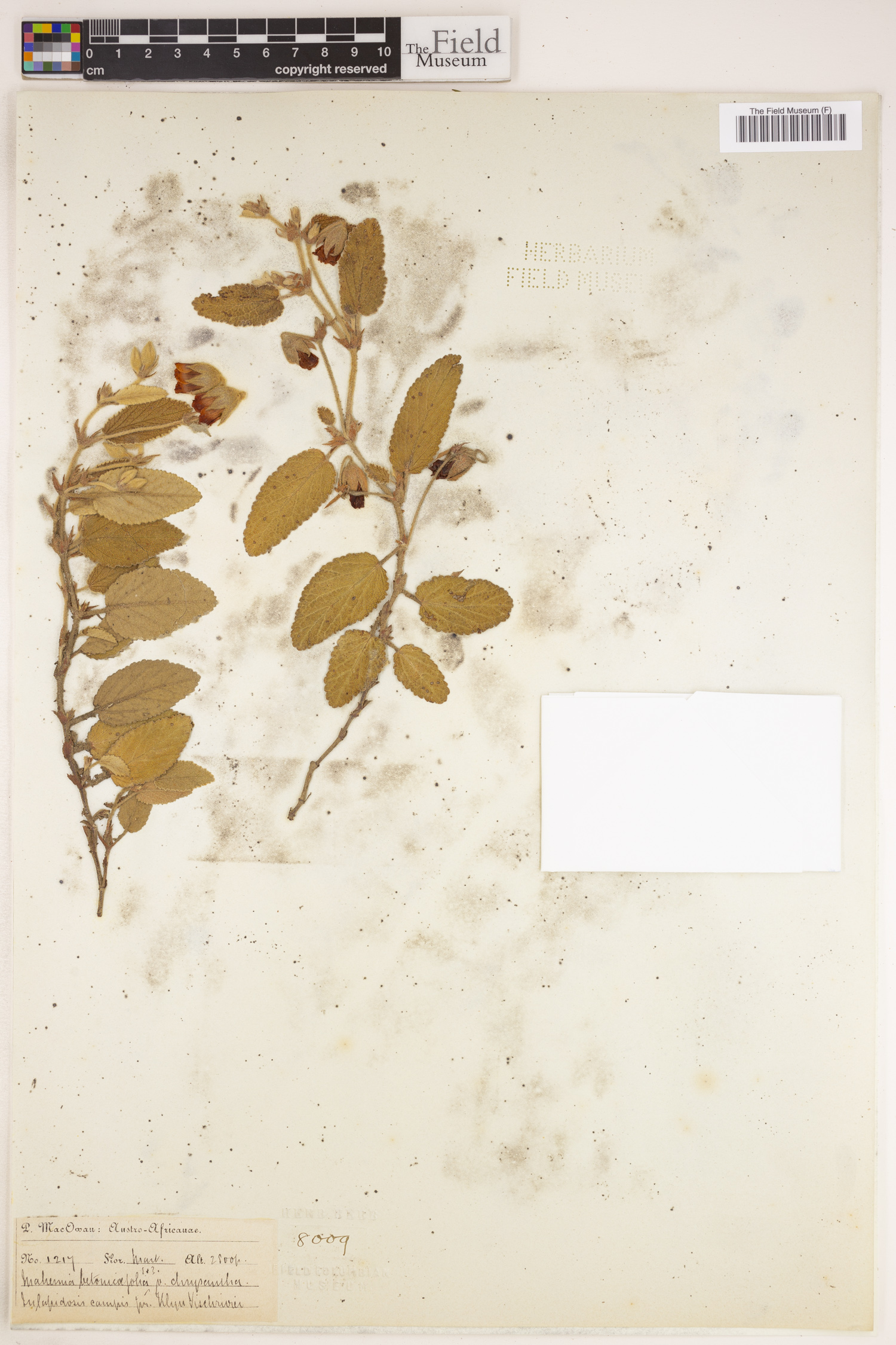 Hermannia geniculata image