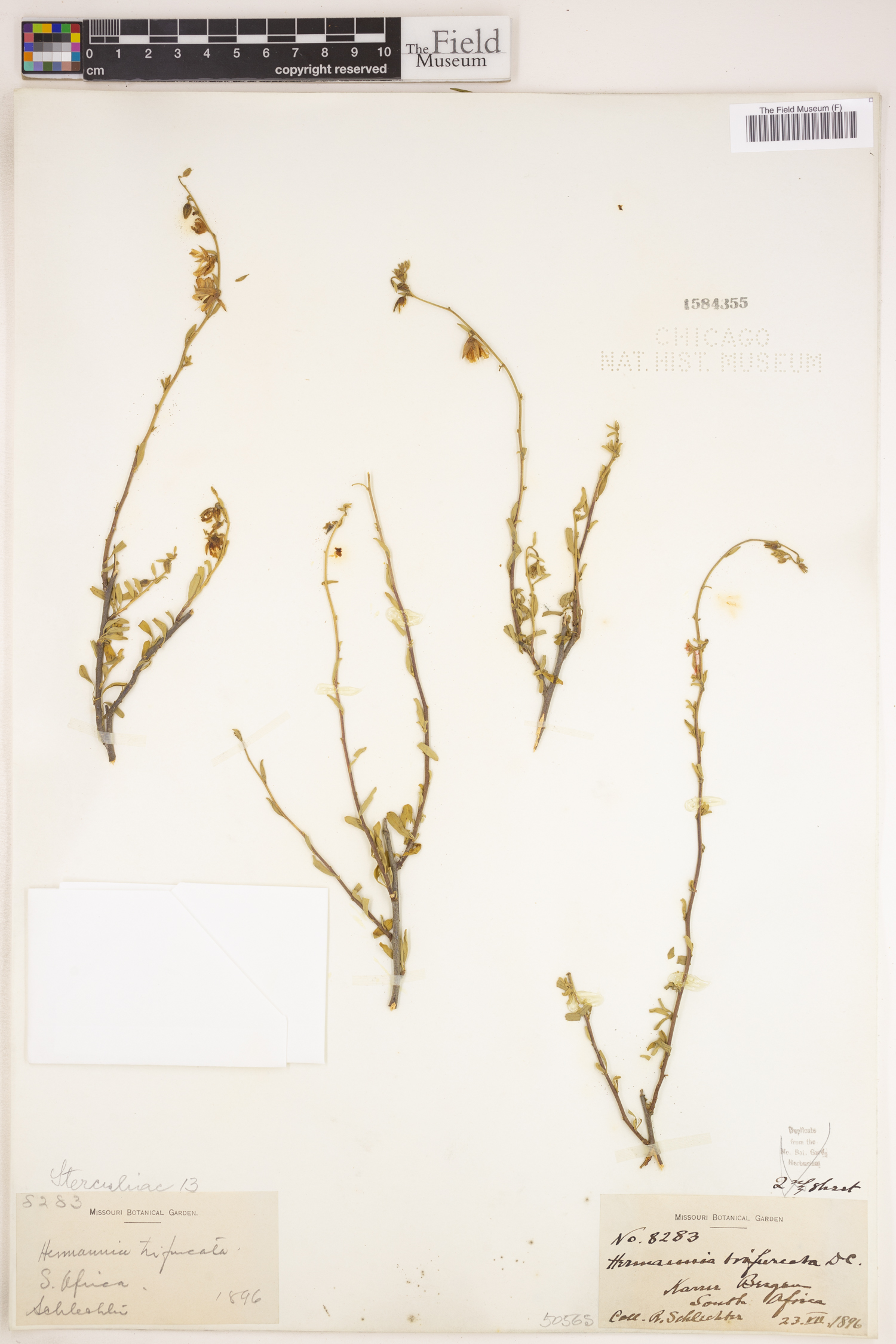 Hermannia trifurca image