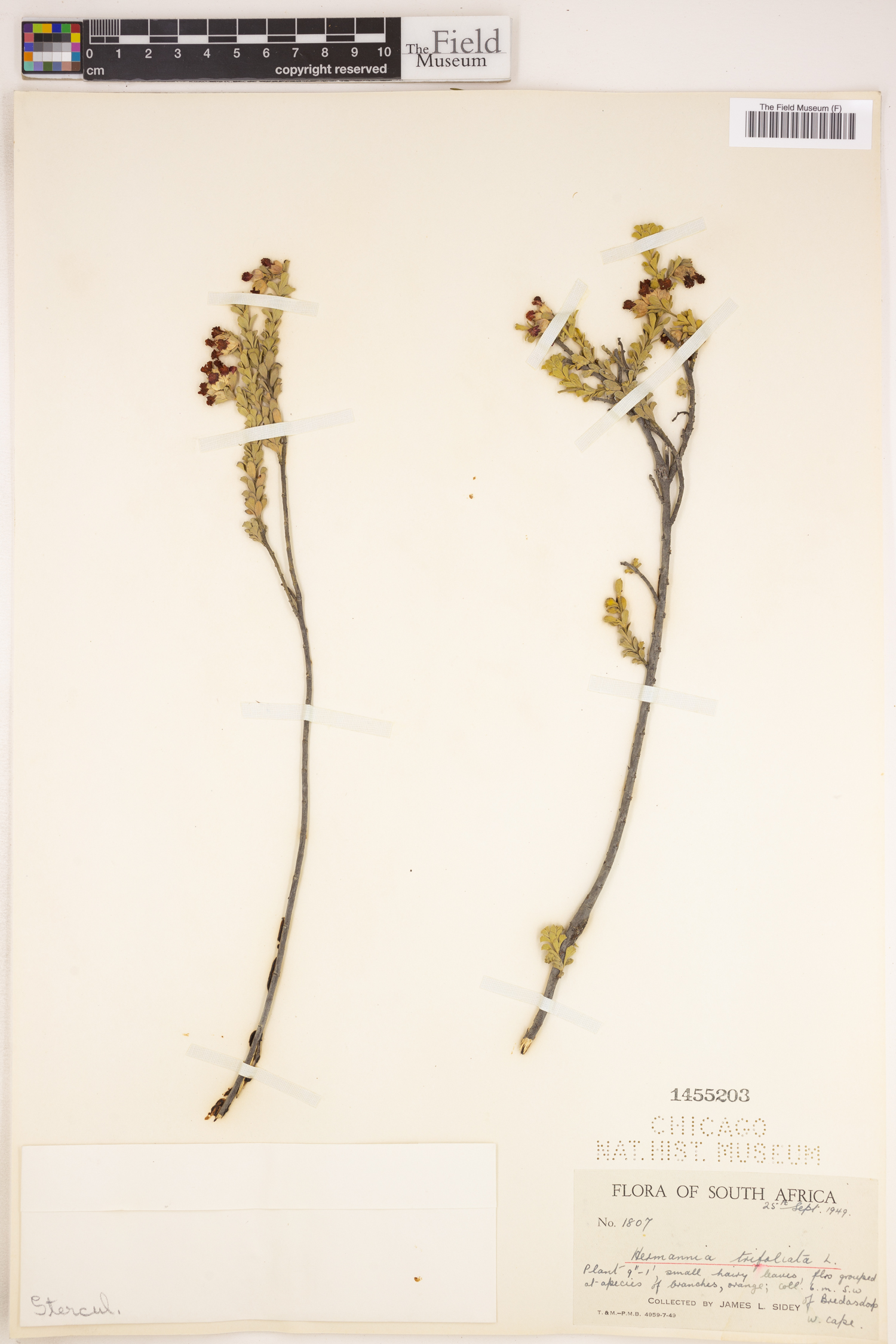 Hermannia trifoliata image
