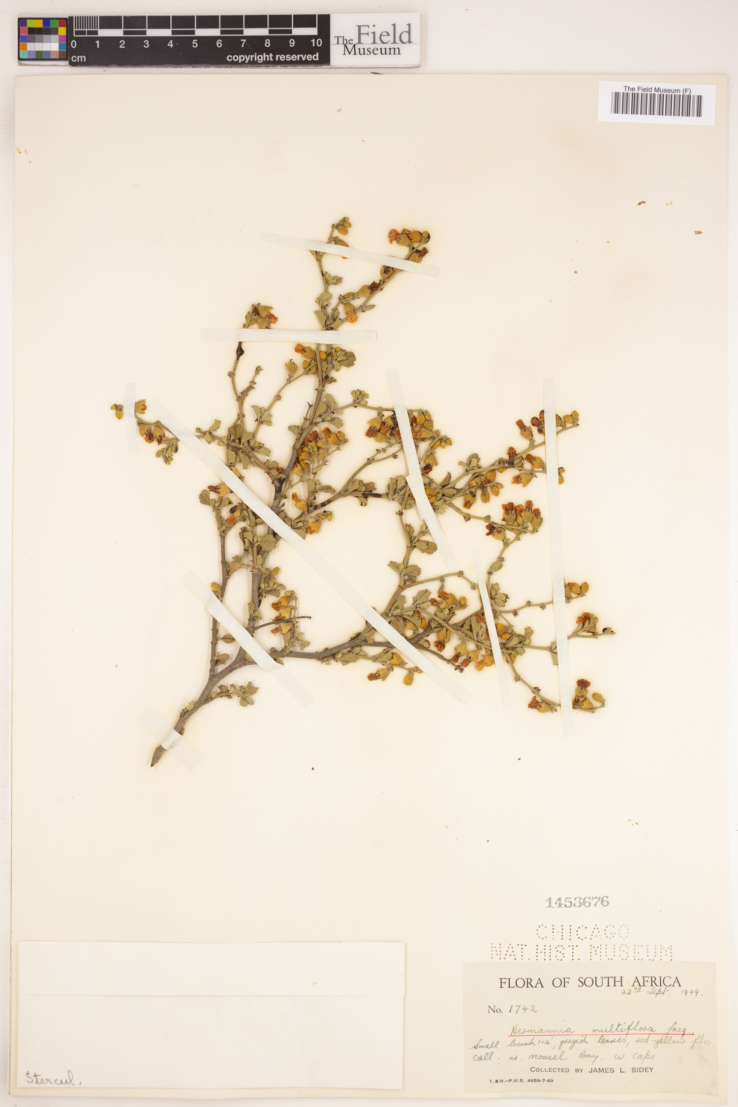 Hermannia multiflora image