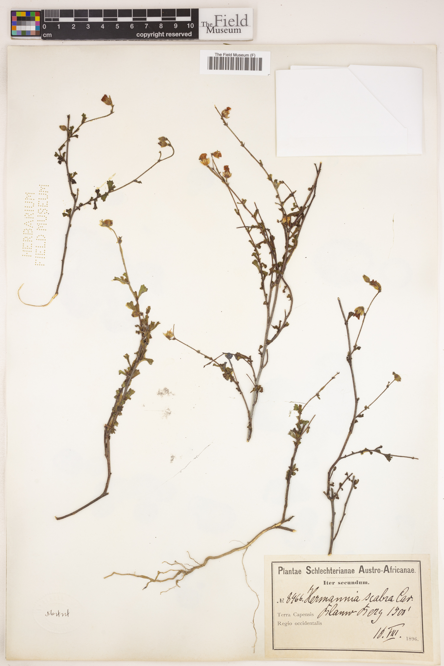 Hermannia scabra image