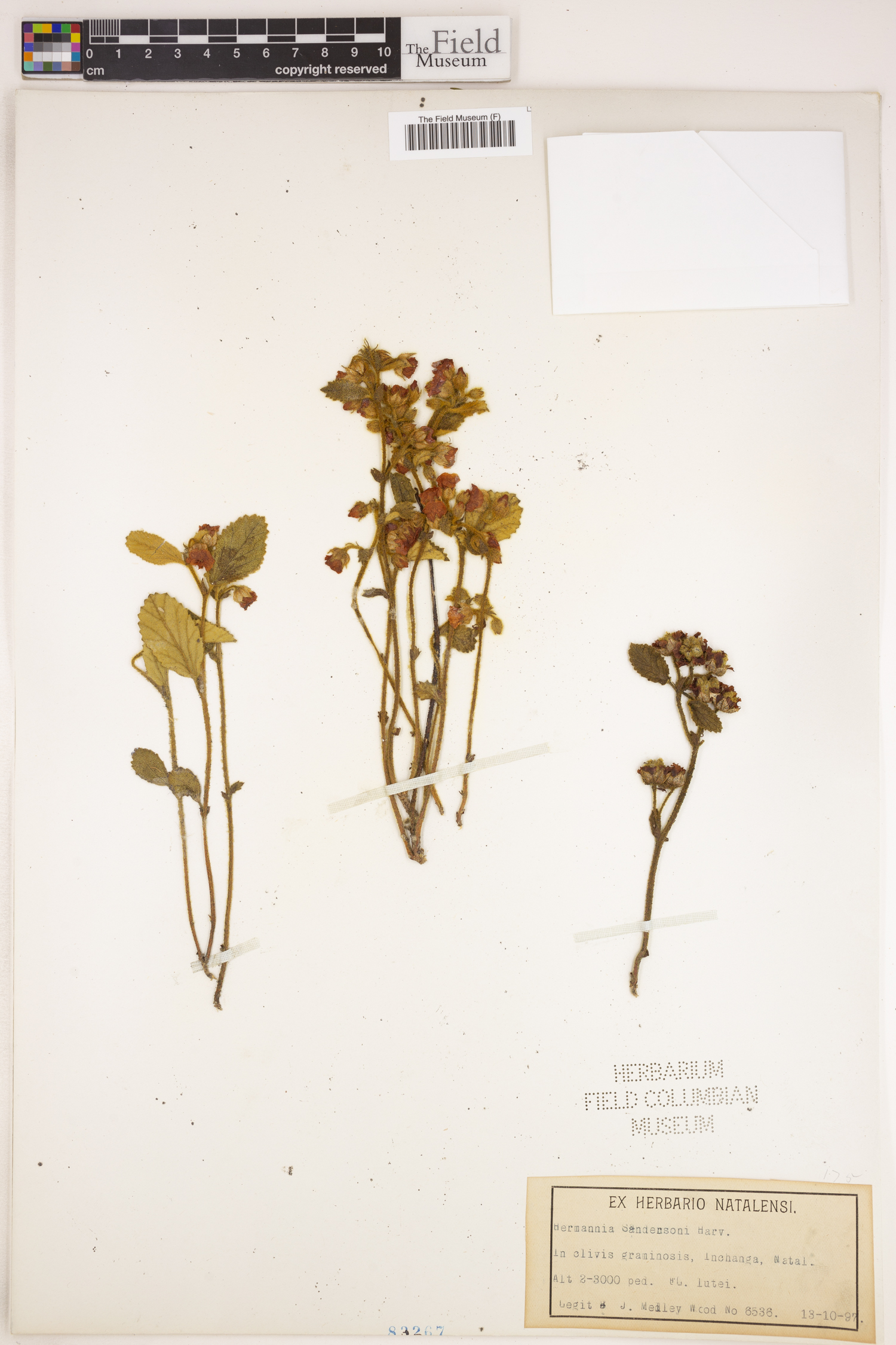 Hermannia sandersonii image
