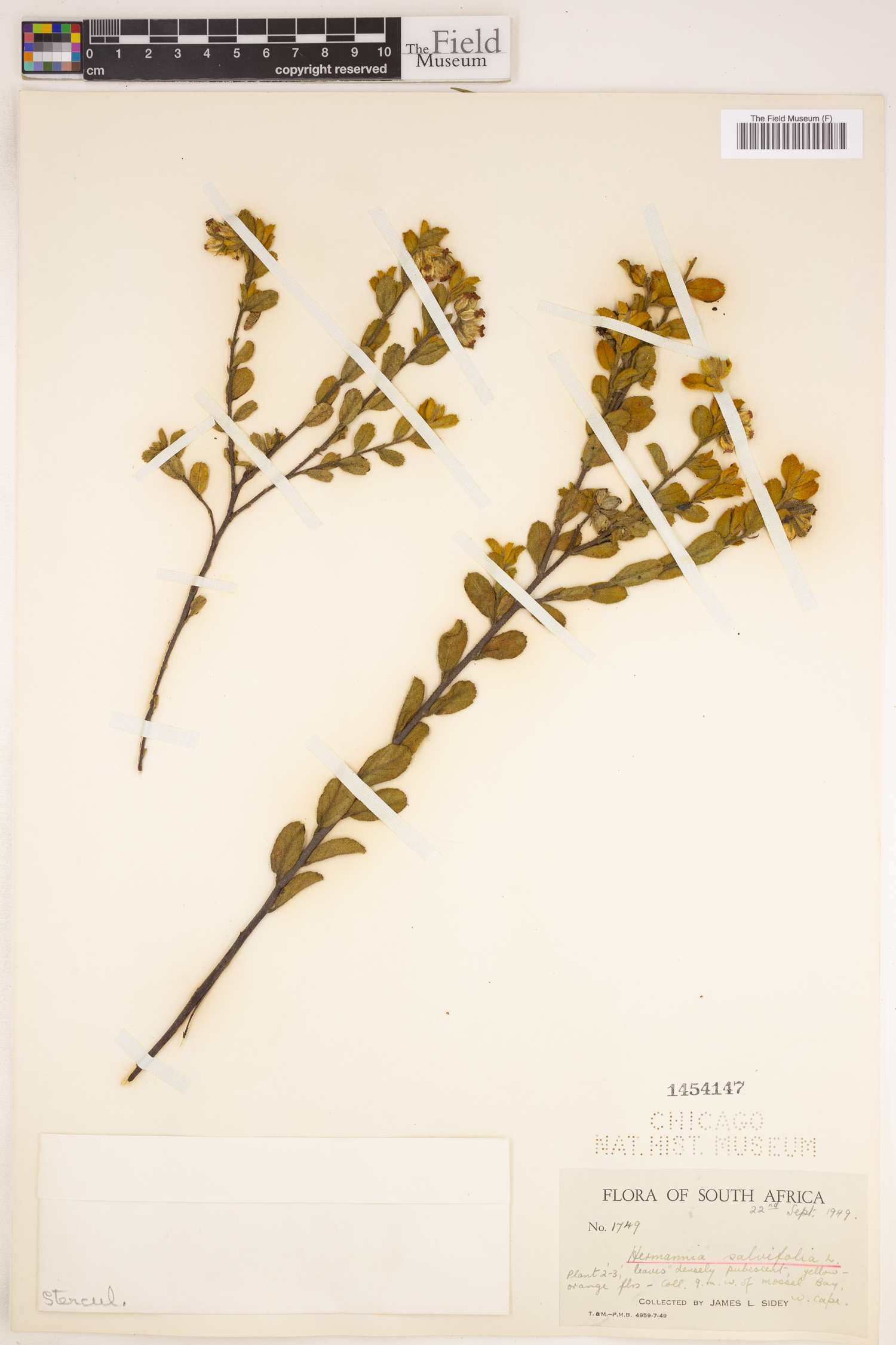 Hermannia salviifolia image