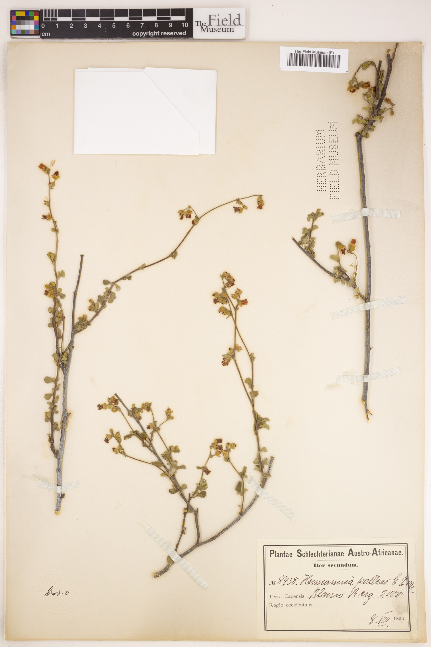 Hermannia cuneifolia var. cuneifolia image
