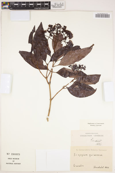 Syzygium guineense image