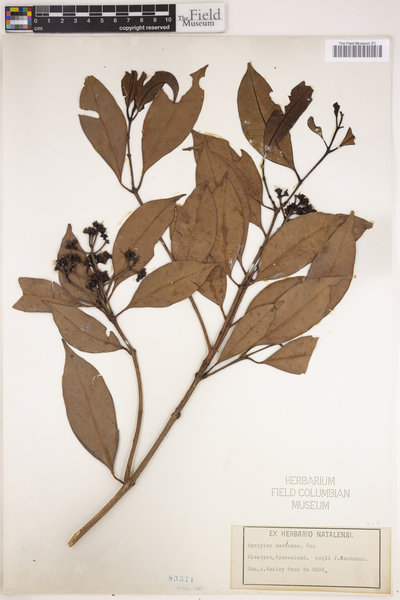 Syzygium owariense image