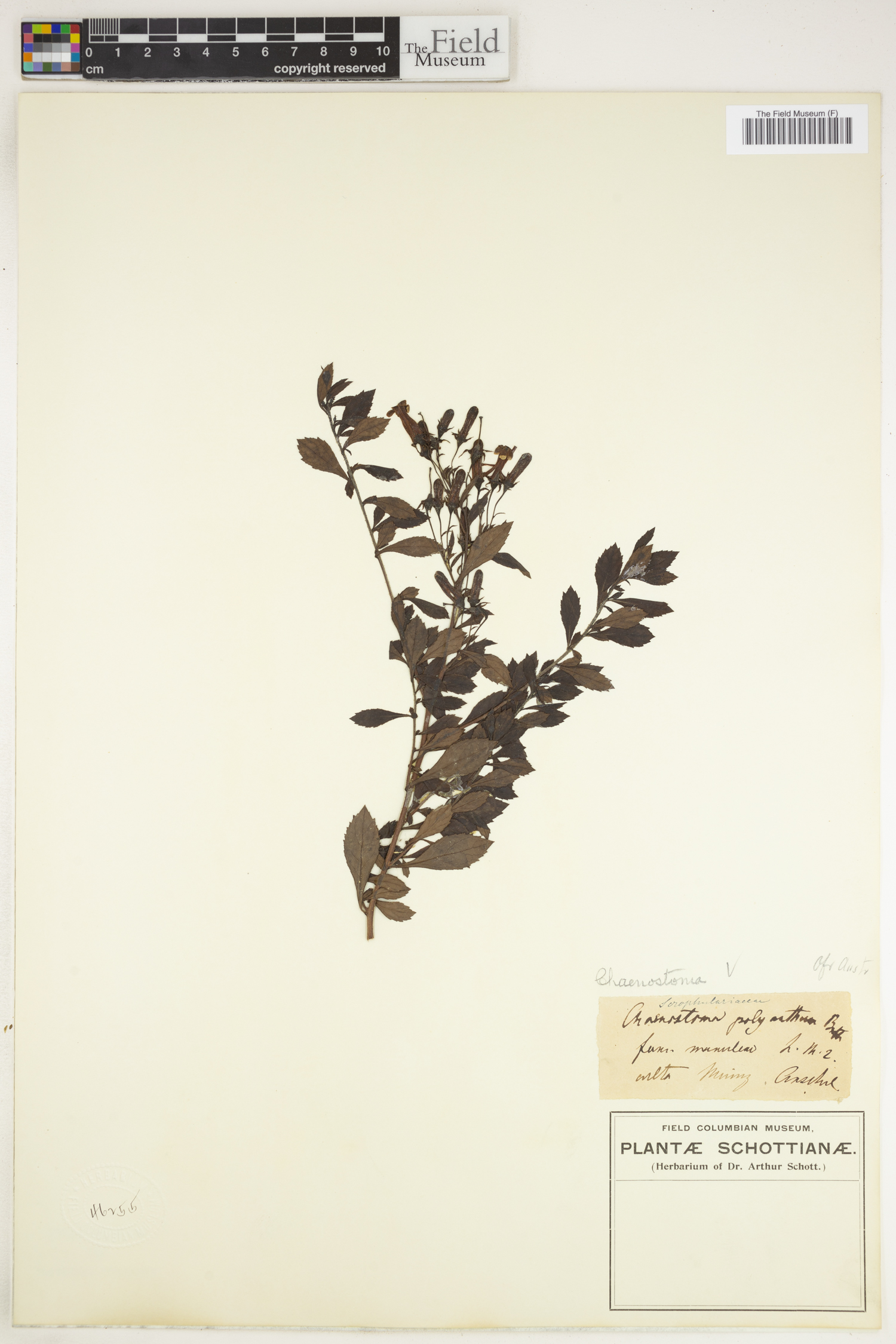 Chaenostoma polyanthum image
