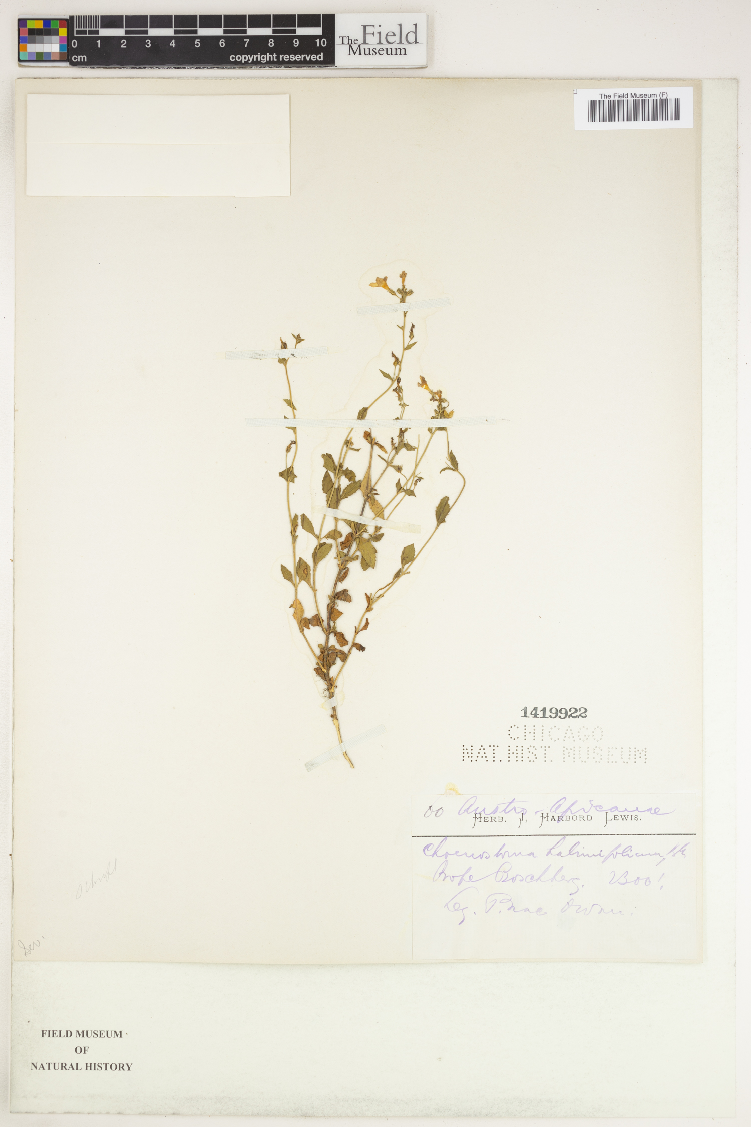 Chaenostoma halimifolium image