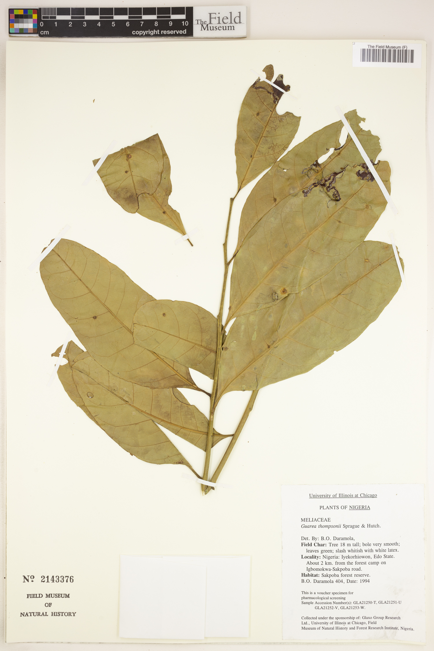 Leplaea thompsonii image