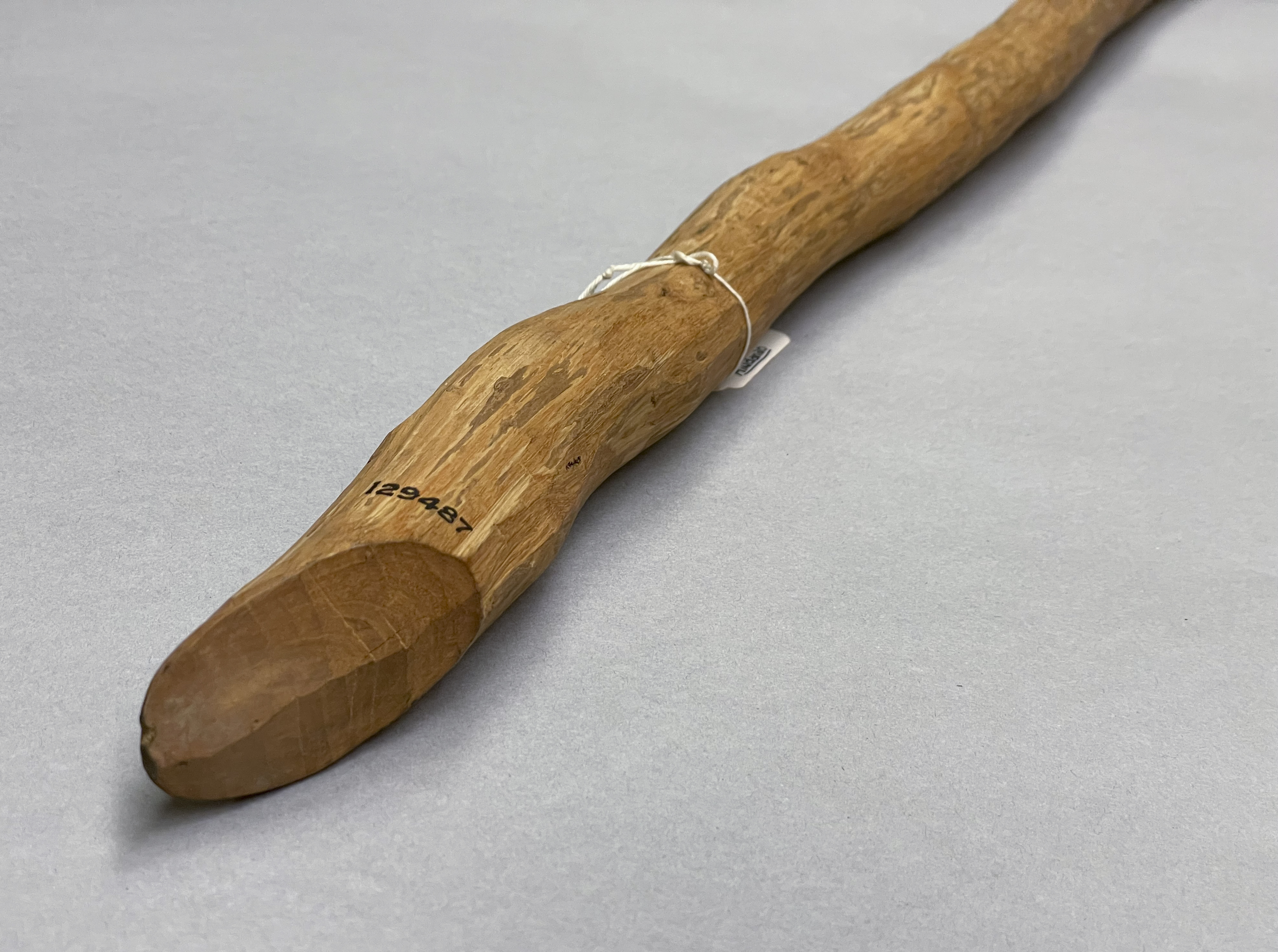 detail view (c) Field Museum of Natural History - CC BY-NC 4.0